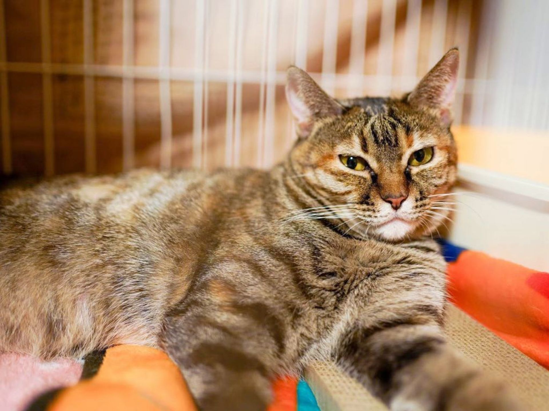 雑種（ミックス猫）・メスの里親募集の写真