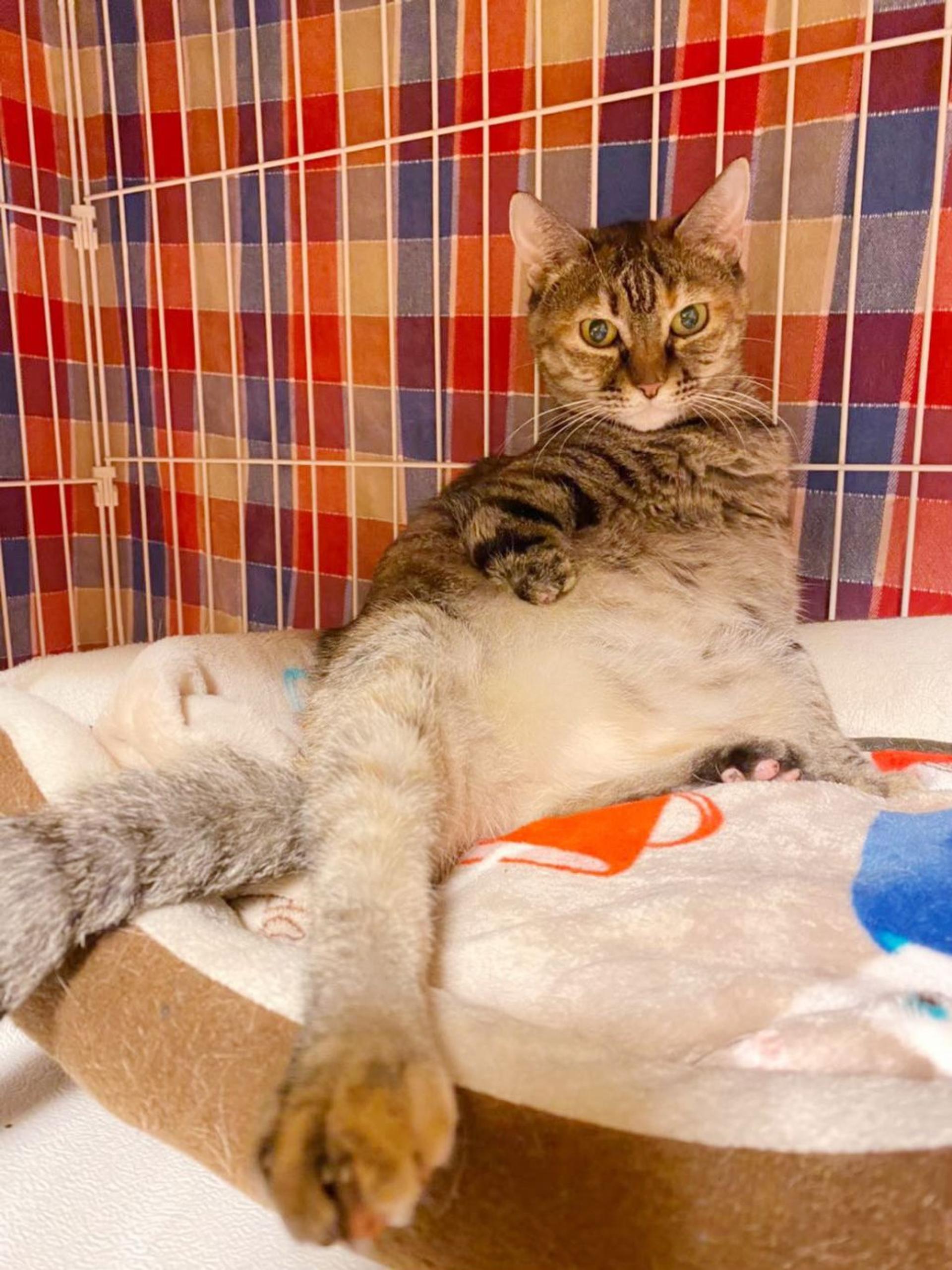 pet-image-3