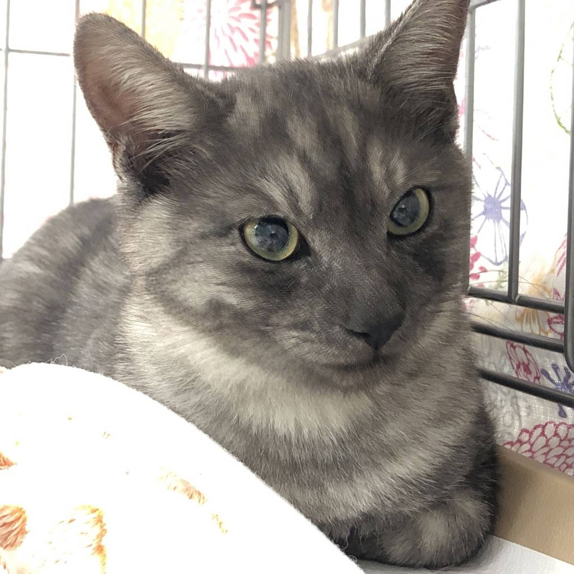 雑種（ミックス猫）・オスの里親募集の写真