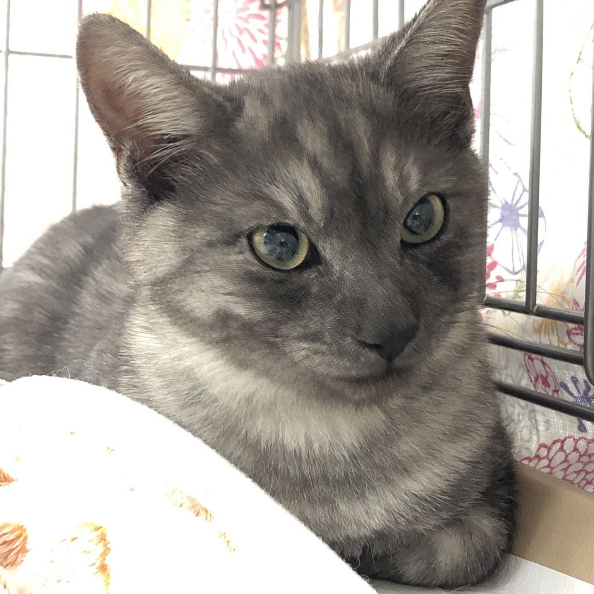 雑種（ミックス猫）・オスの里親募集の写真