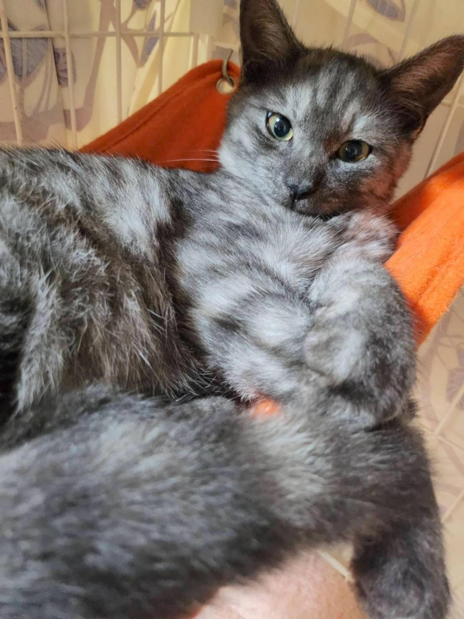 pet-image-3