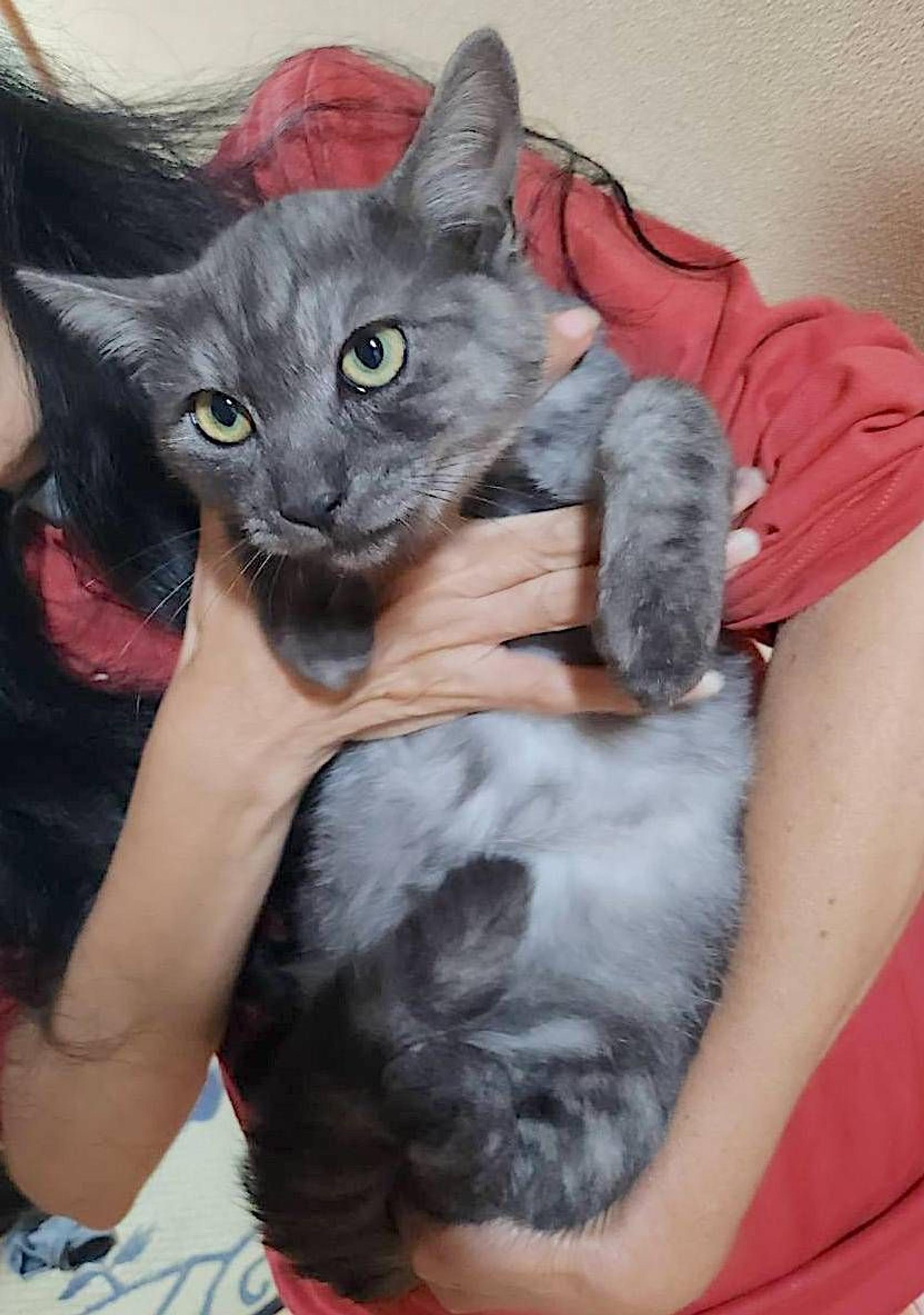 pet-image-4