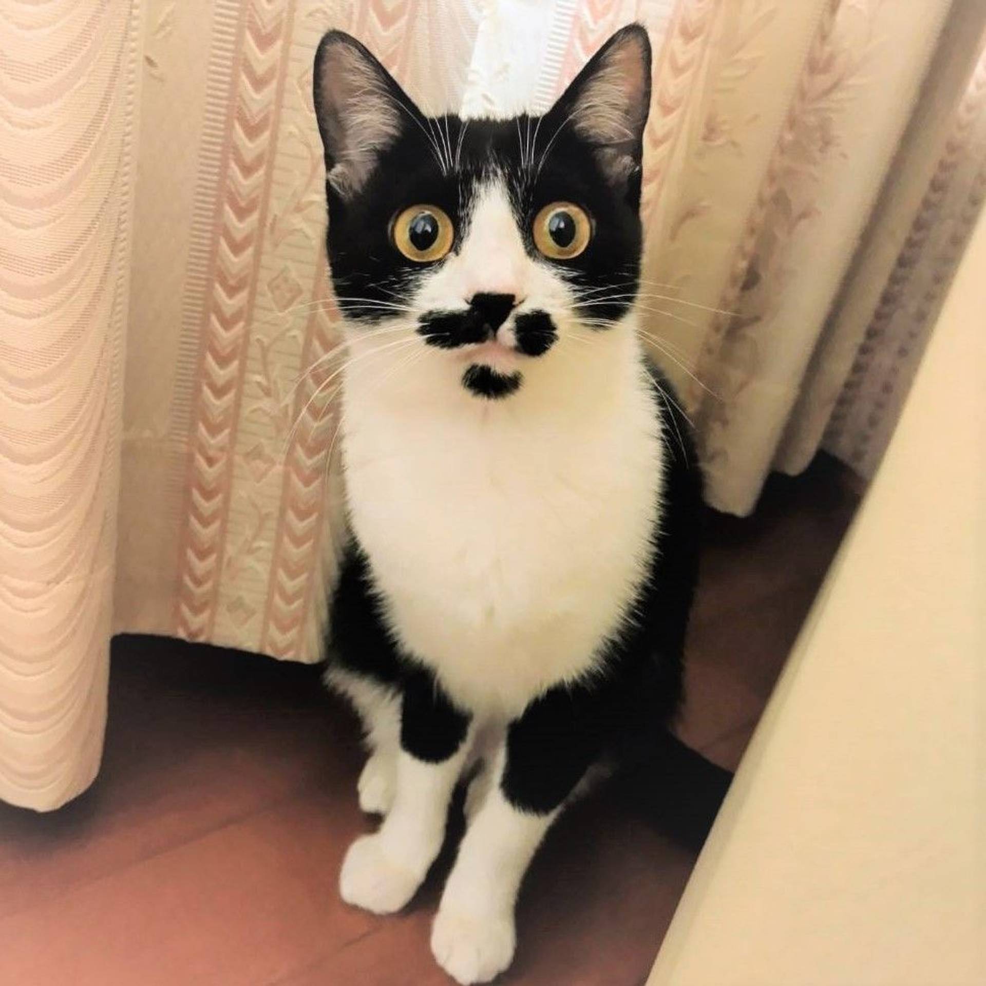 雑種（ミックス猫）・メスの里親募集の写真