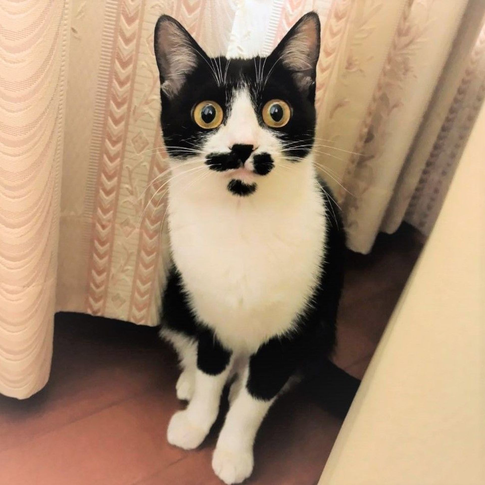 雑種（ミックス猫）・メスの里親募集の写真