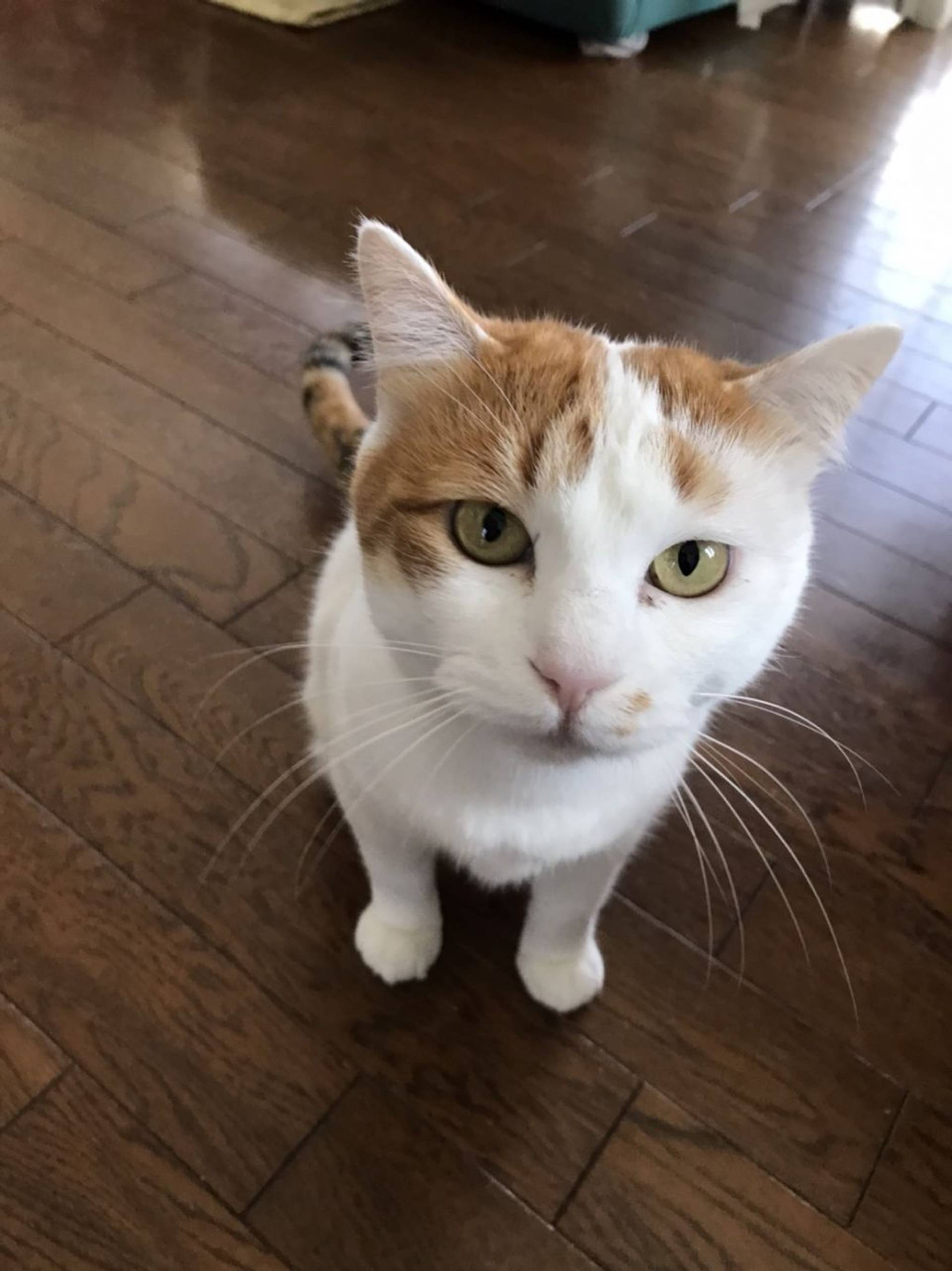 雑種（ミックス猫）・メスの里親募集の写真