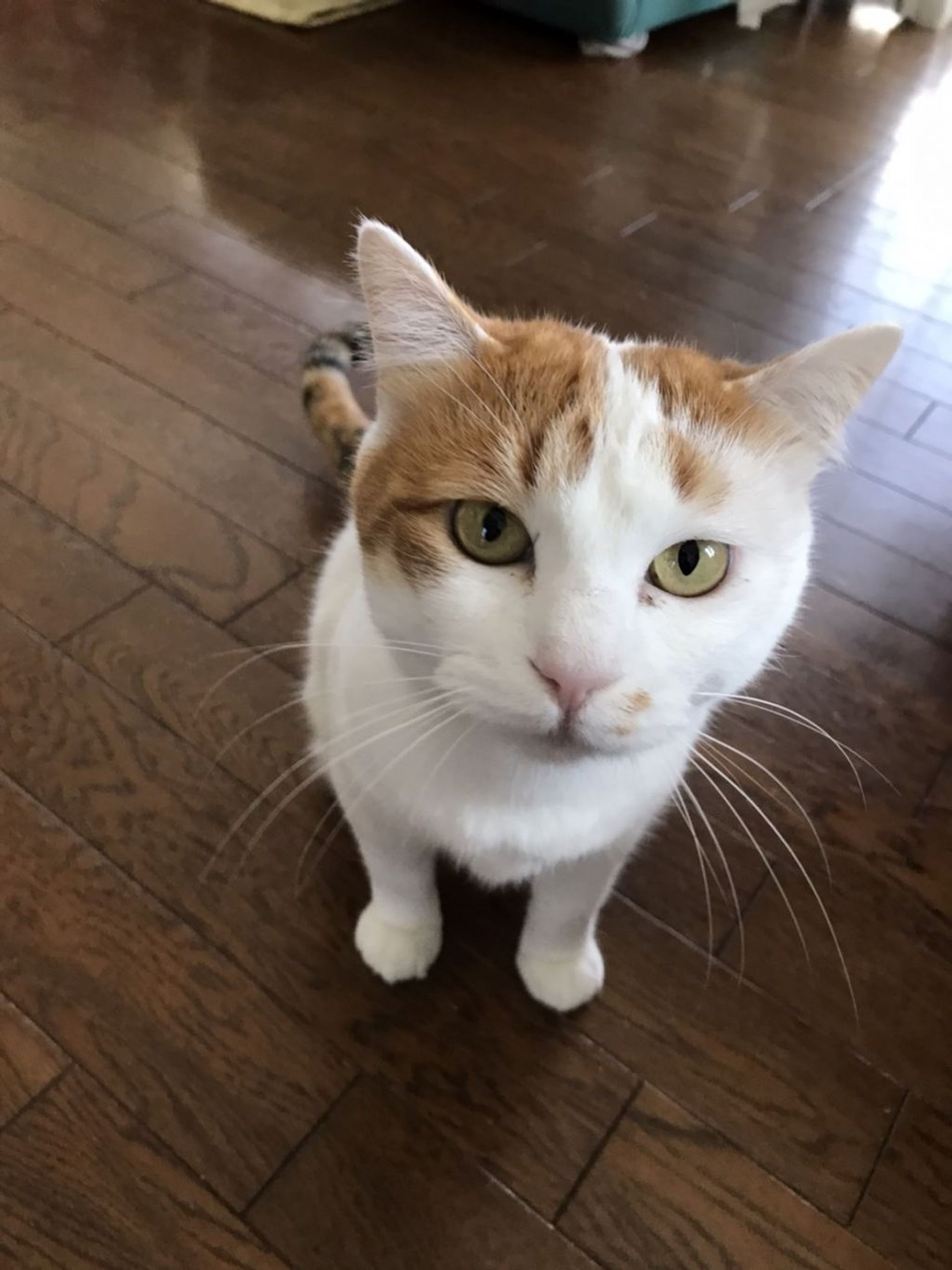 雑種（ミックス猫）・メスの里親募集の写真