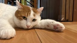 thumb-1