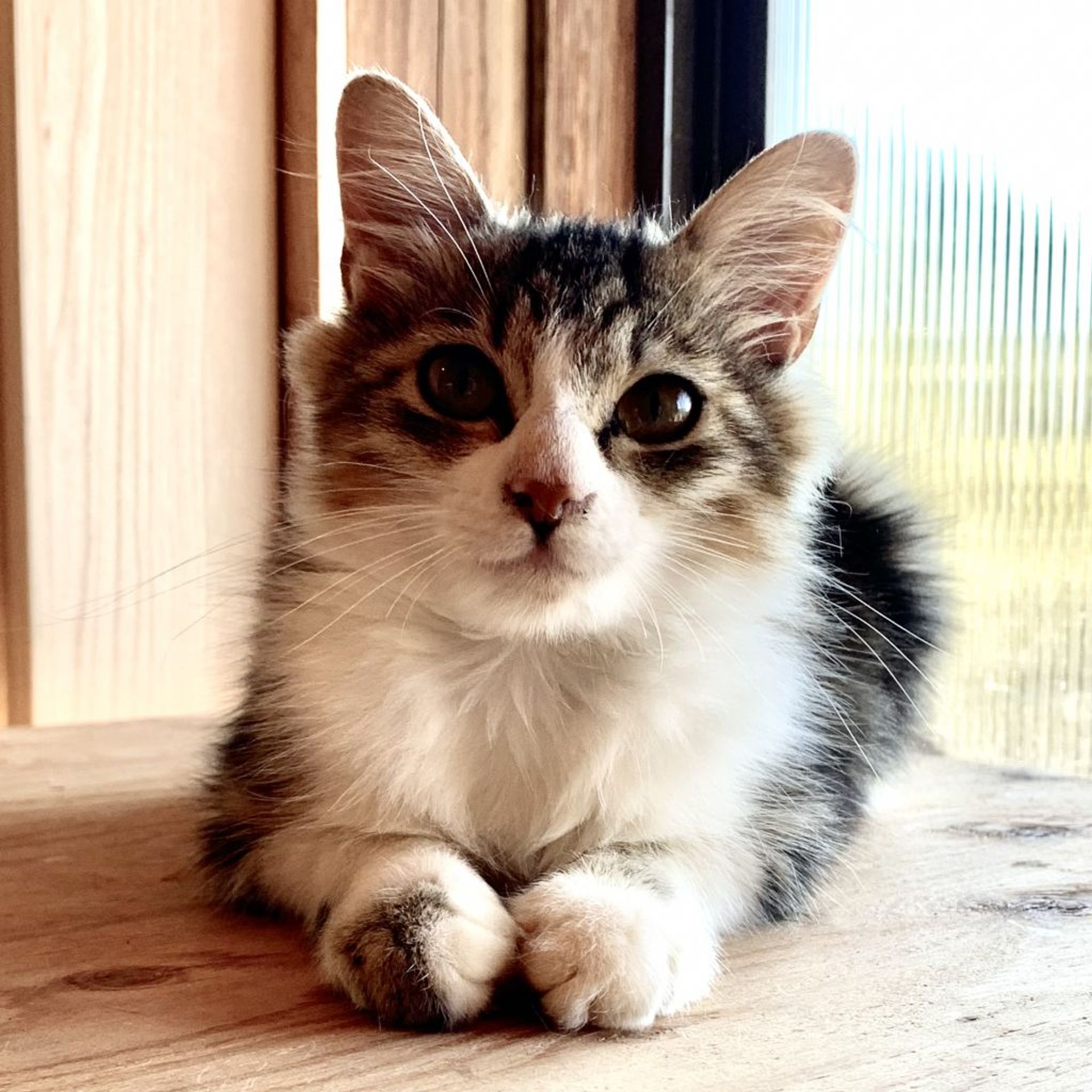 雑種（ミックス猫）・メスの里親募集の写真