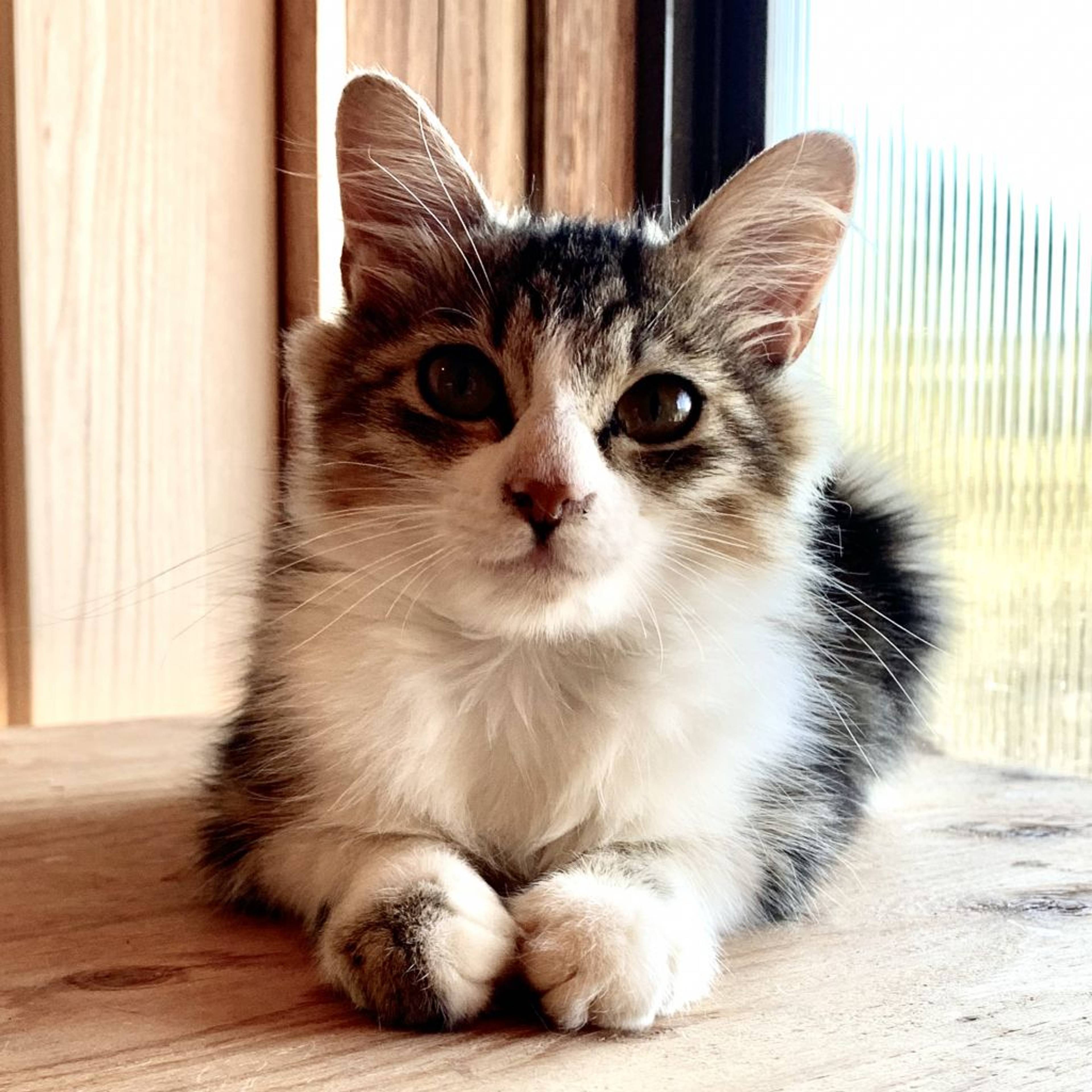 雑種（ミックス猫）・メスの里親募集の写真