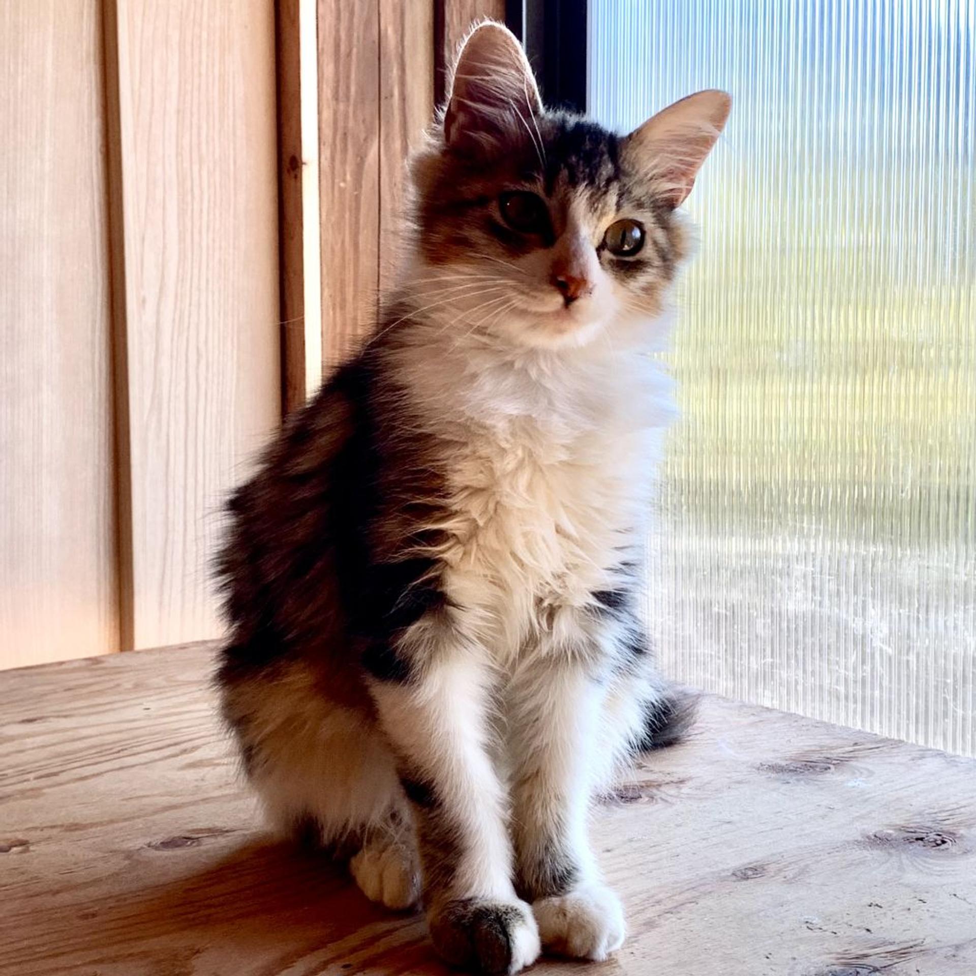 pet-image-2