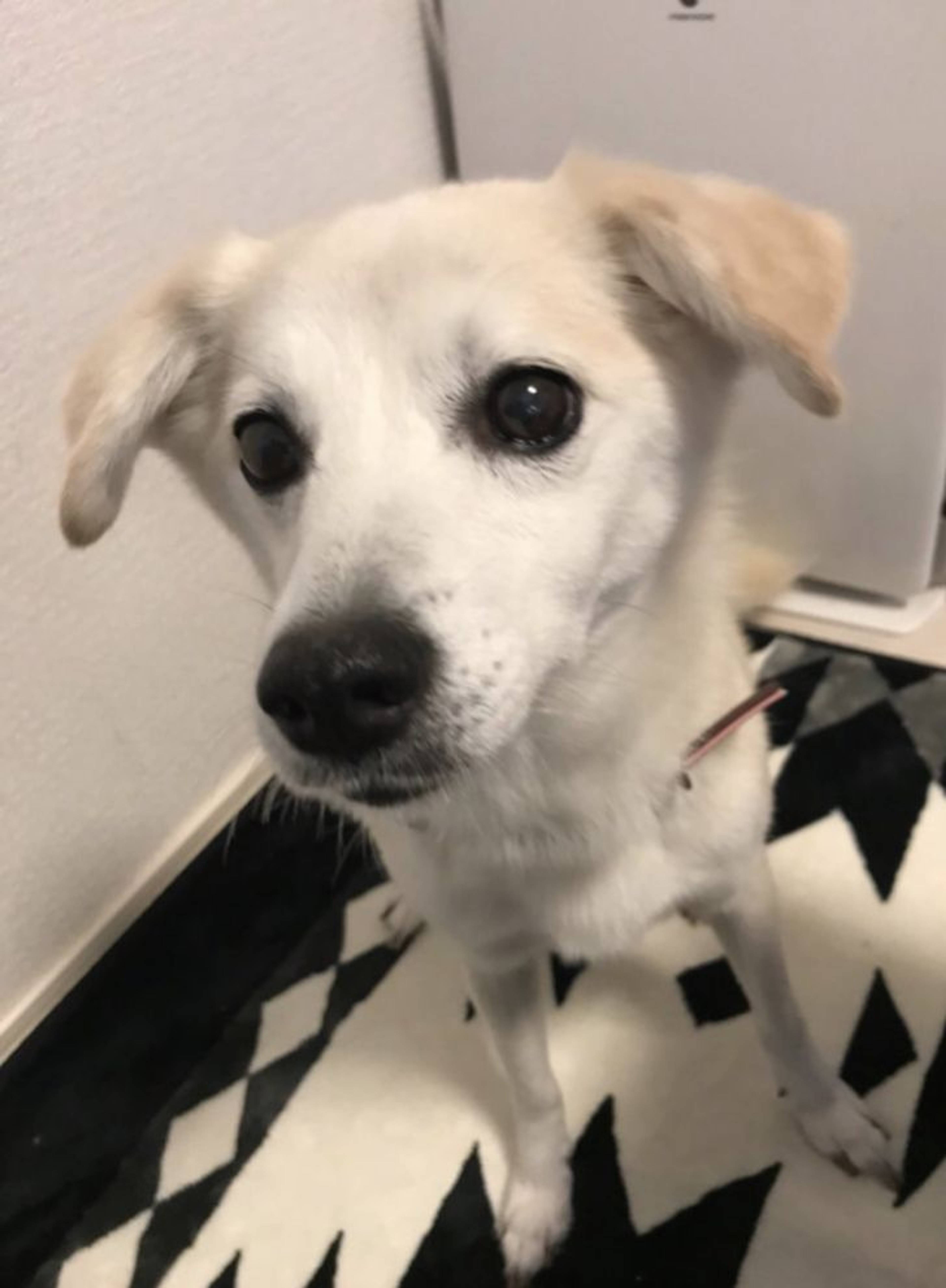 雑種（ミックス犬）・メスの里親募集の写真