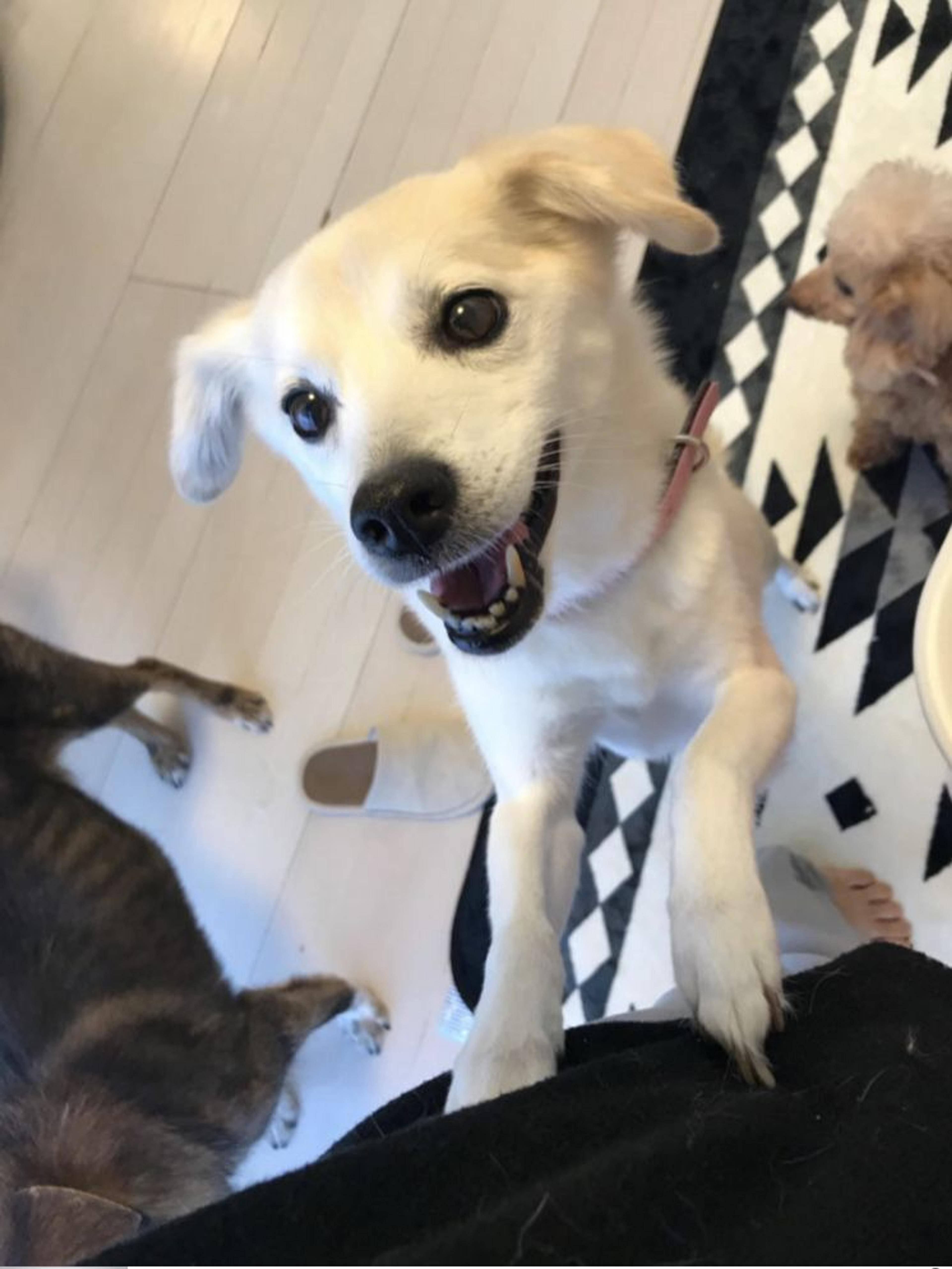pet-image-2