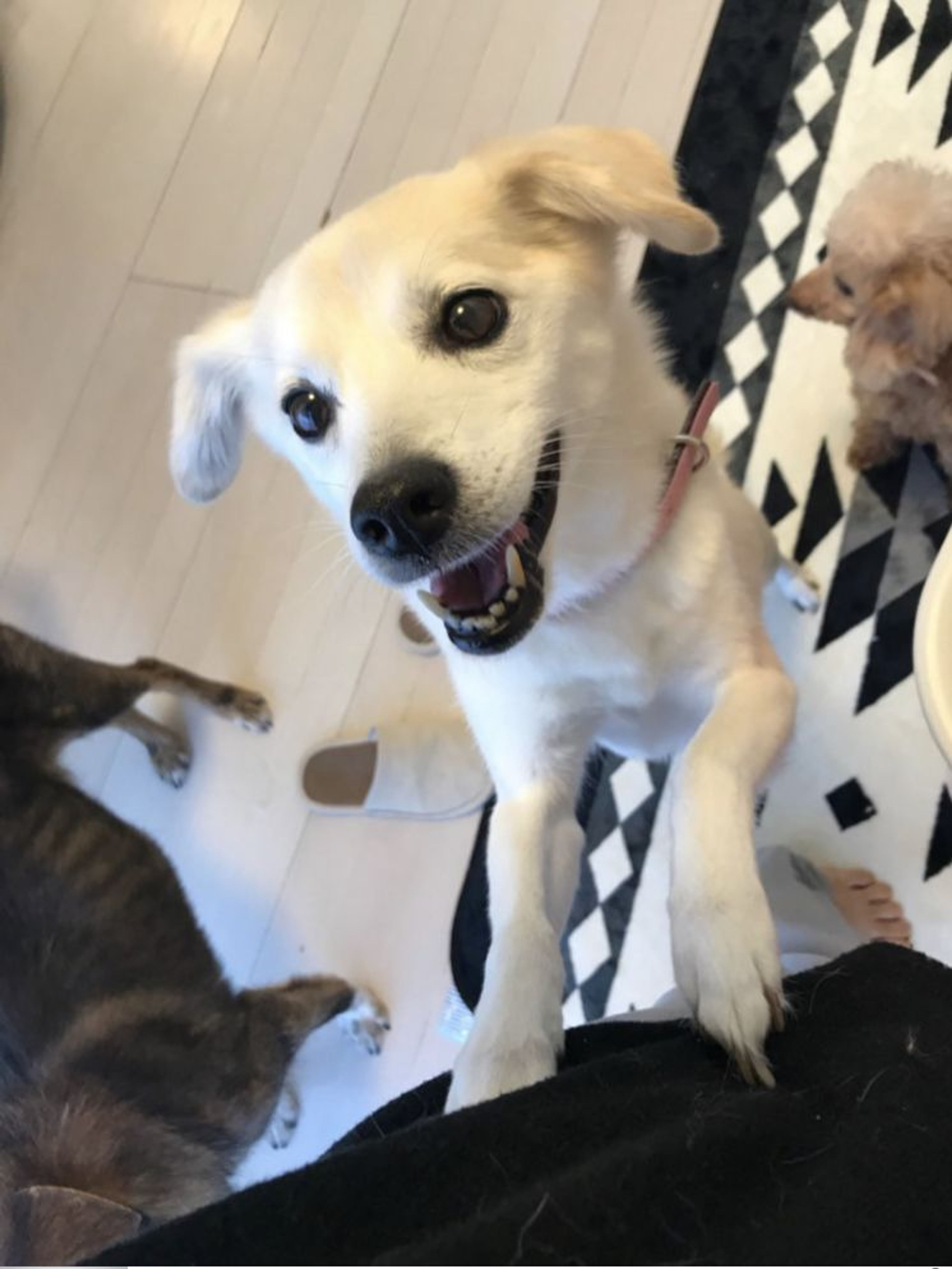 pet-image-2