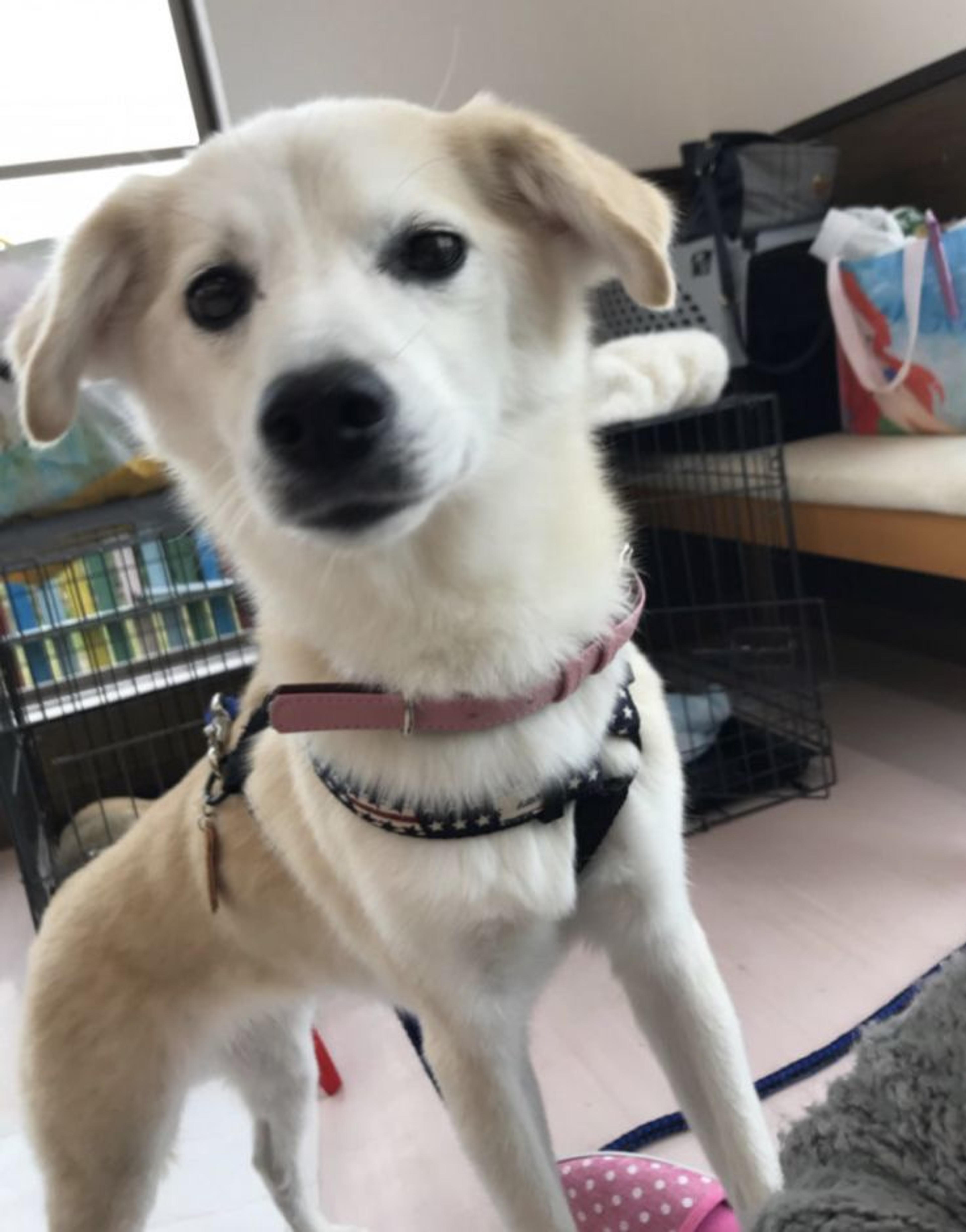 pet-image-3