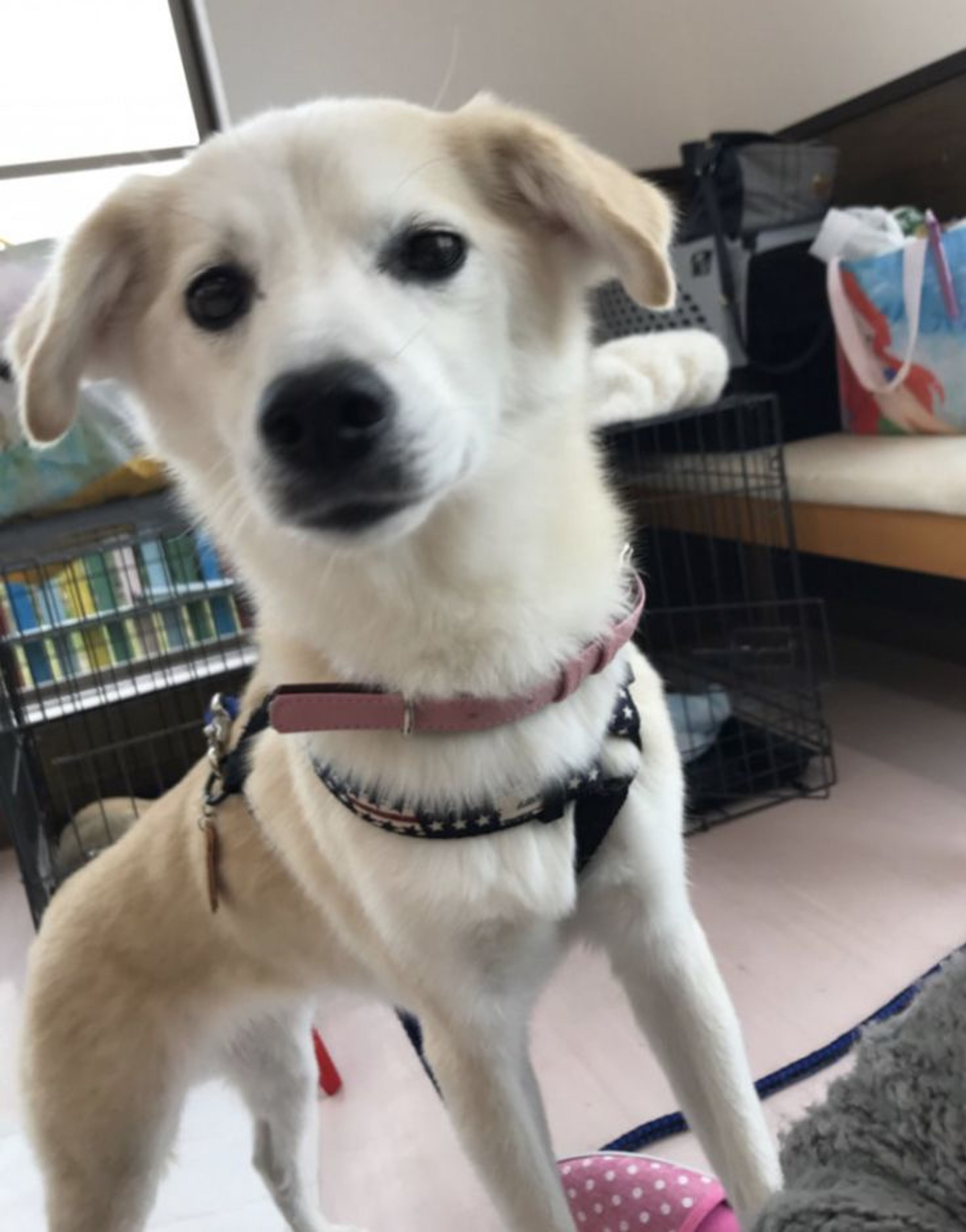 pet-image-3