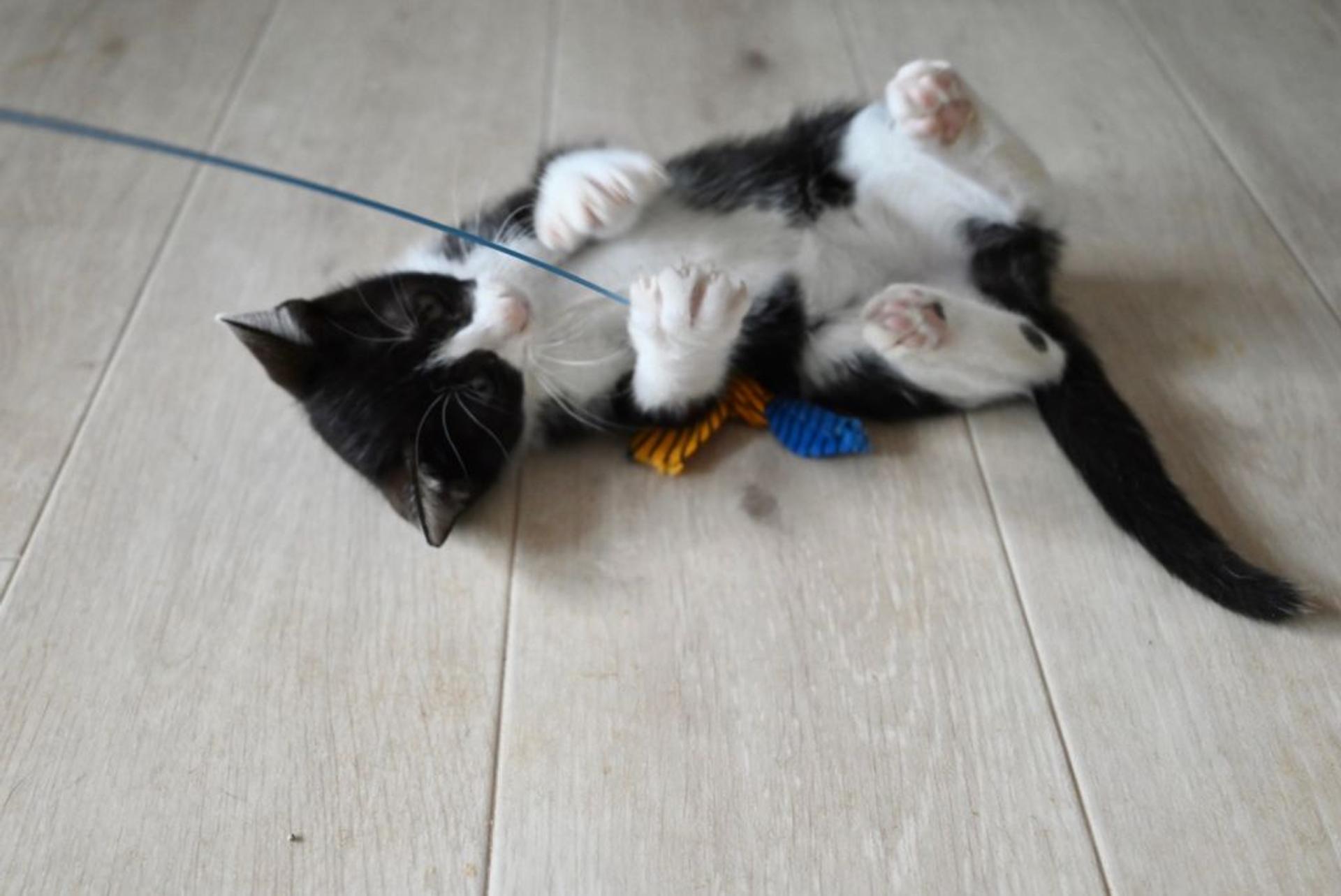 pet-image-3