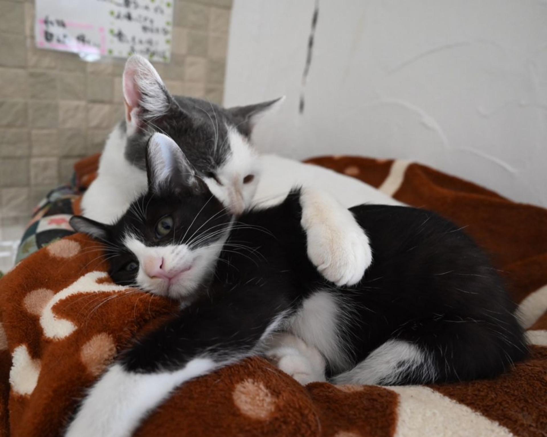 pet-image-5