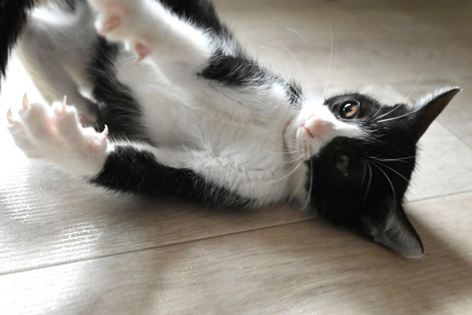 pet-image-7