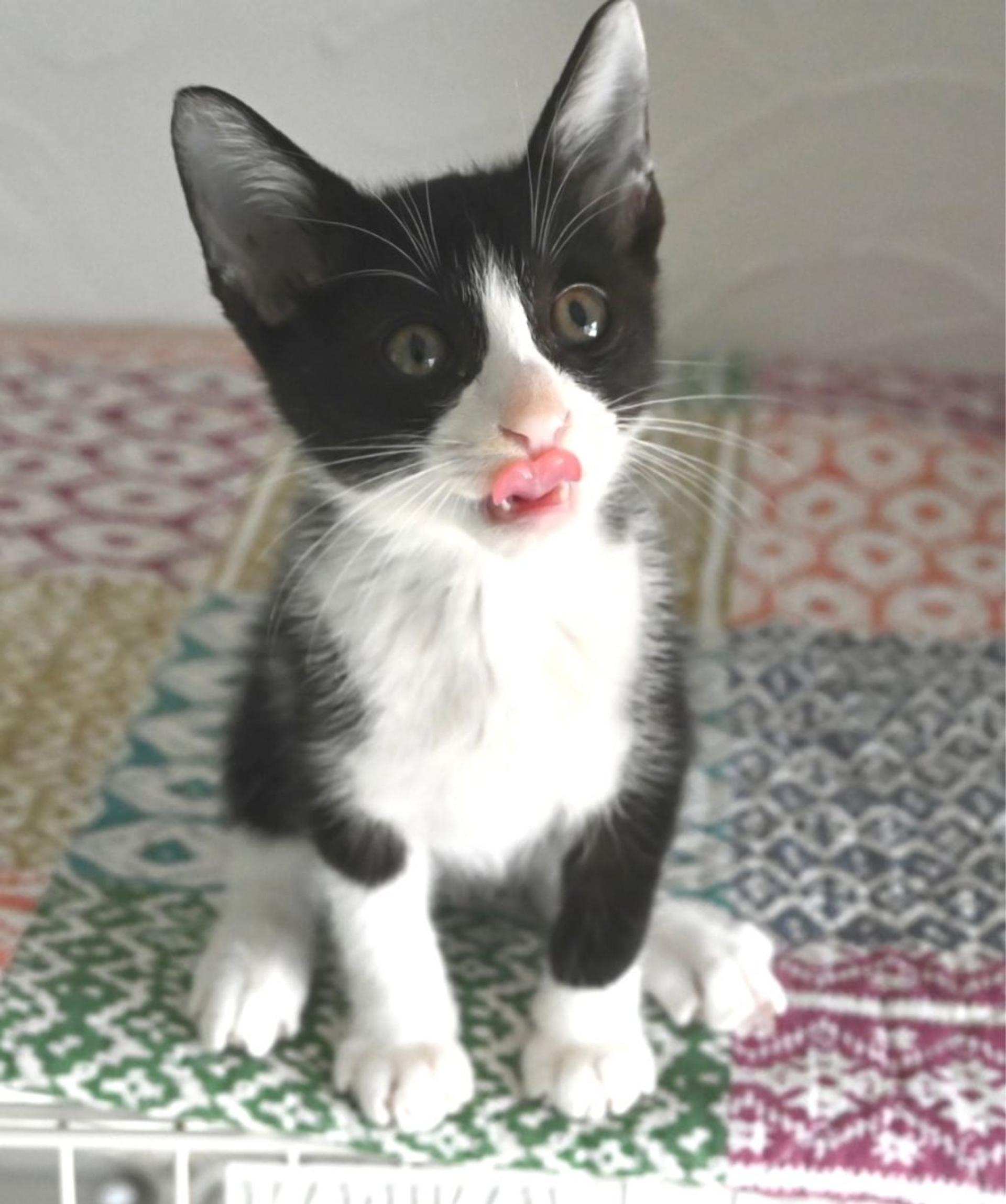 pet-image-8