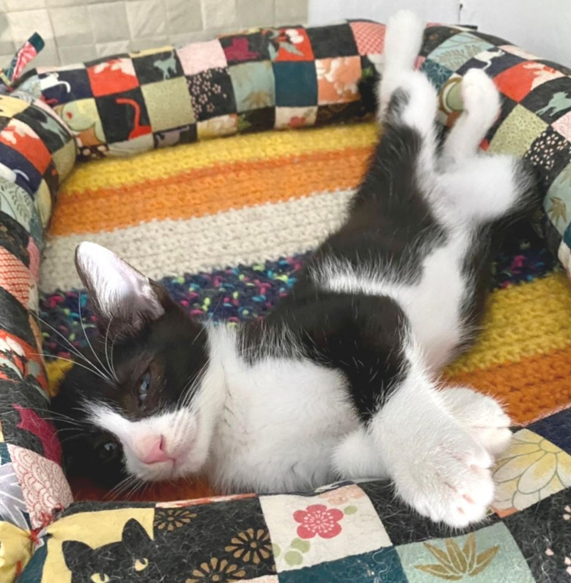 pet-image-6