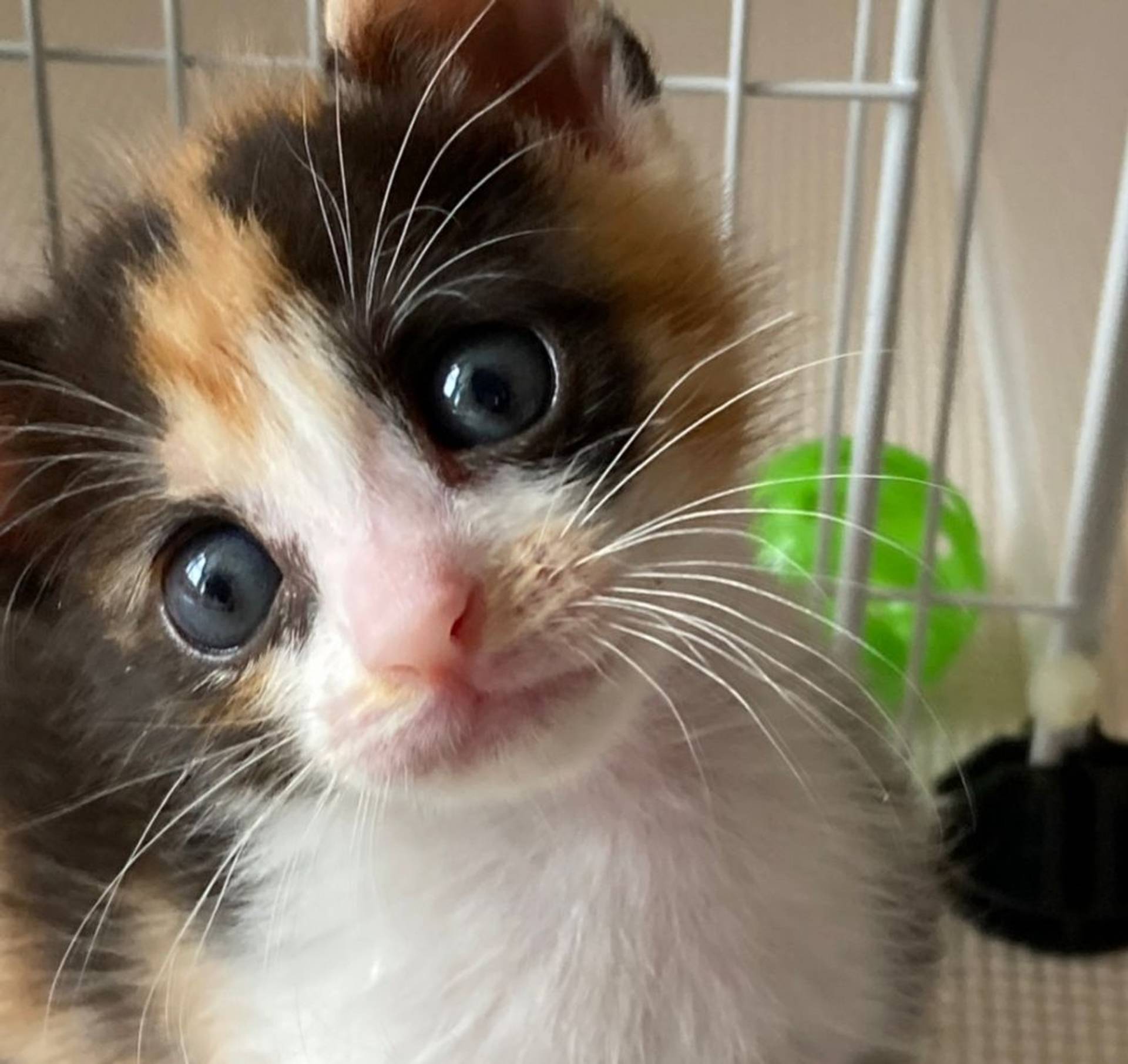 雑種（ミックス猫）・メスの里親募集の写真