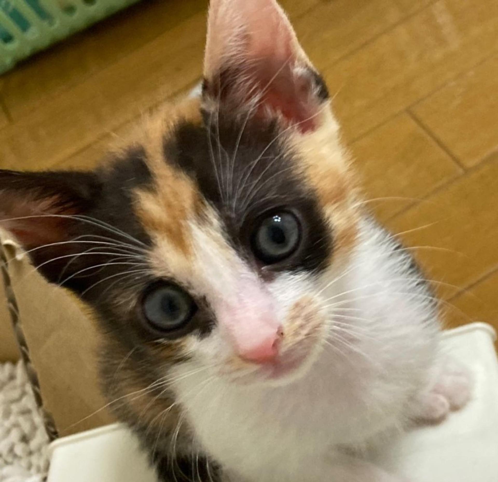 pet-image-5