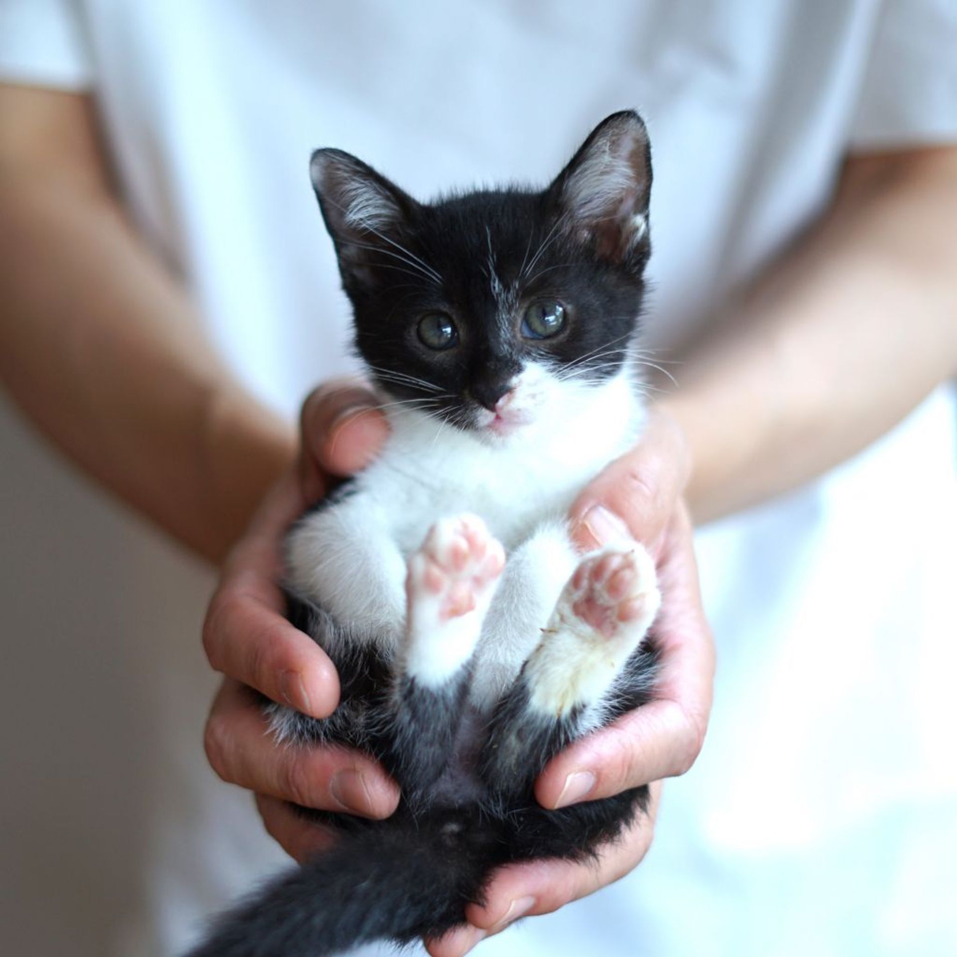 雑種（ミックス猫）・メスの里親募集の写真