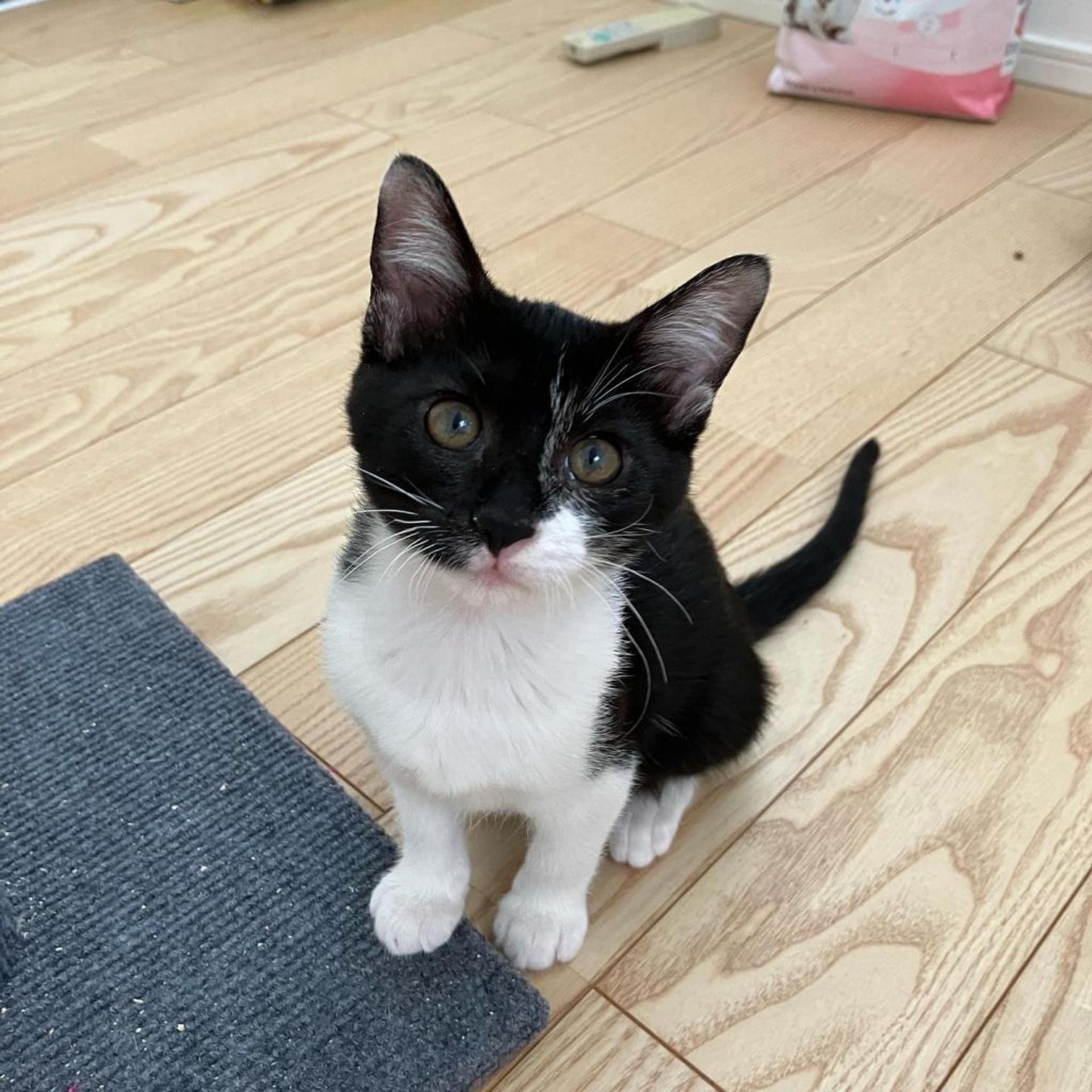 pet-image-2