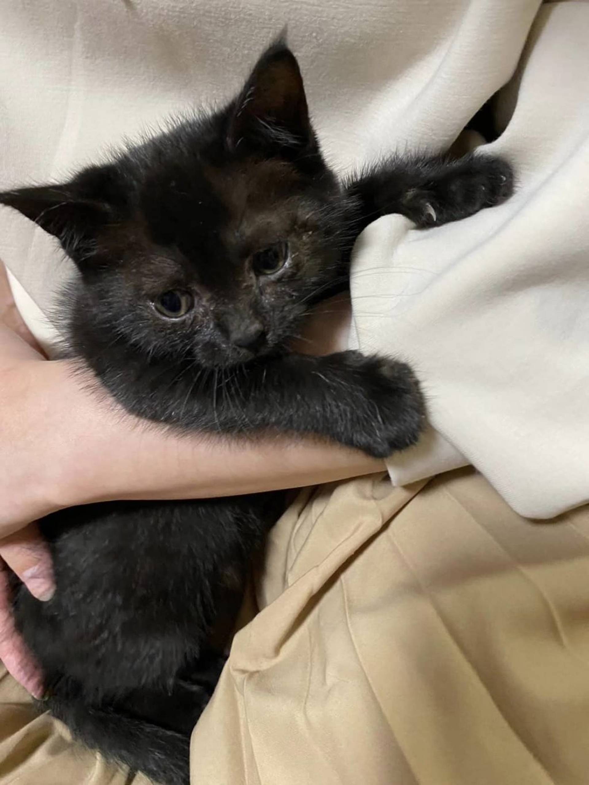 雑種（ミックス猫）・メスの里親募集の写真
