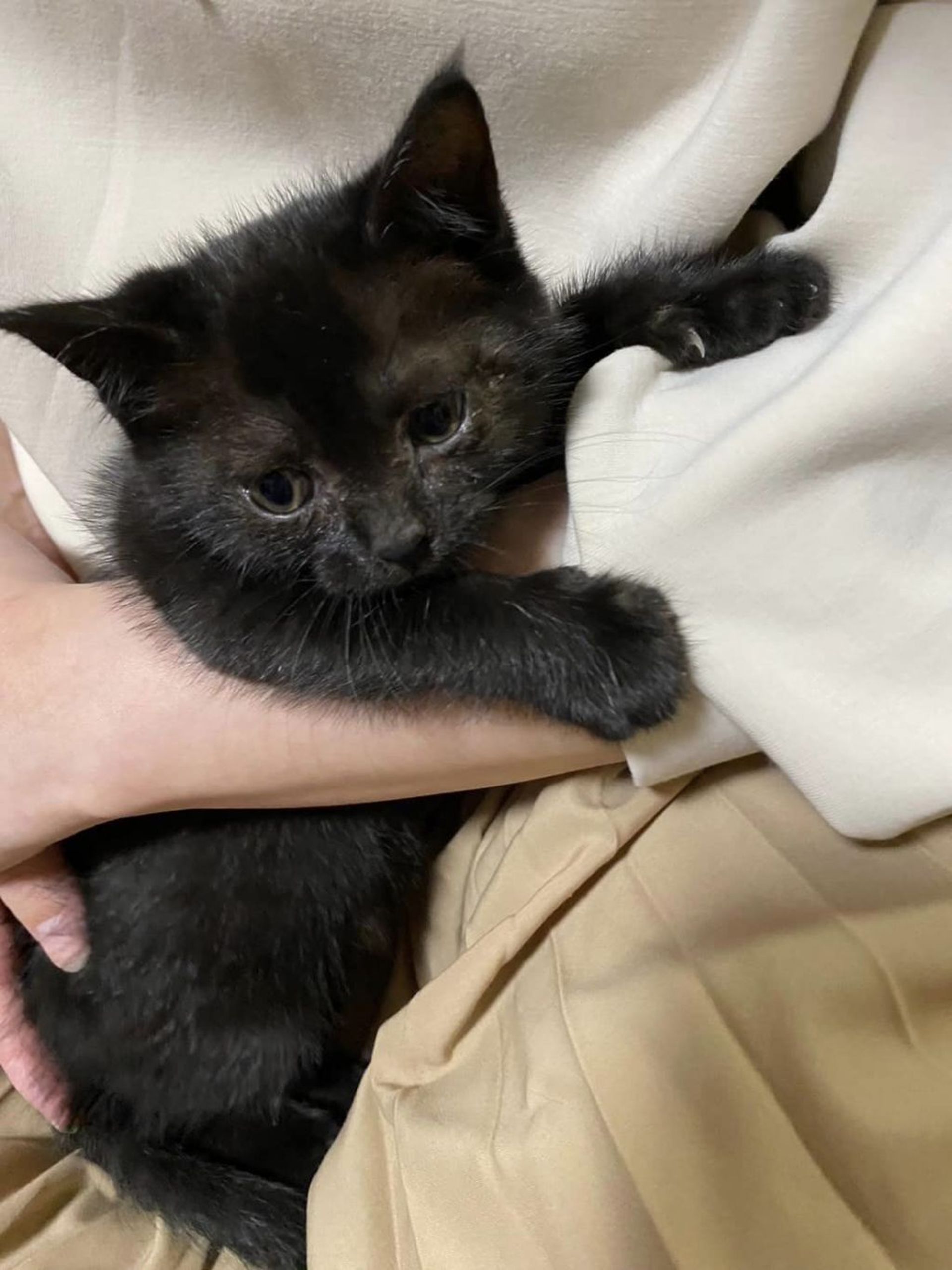 雑種（ミックス猫）・メスの里親募集の写真