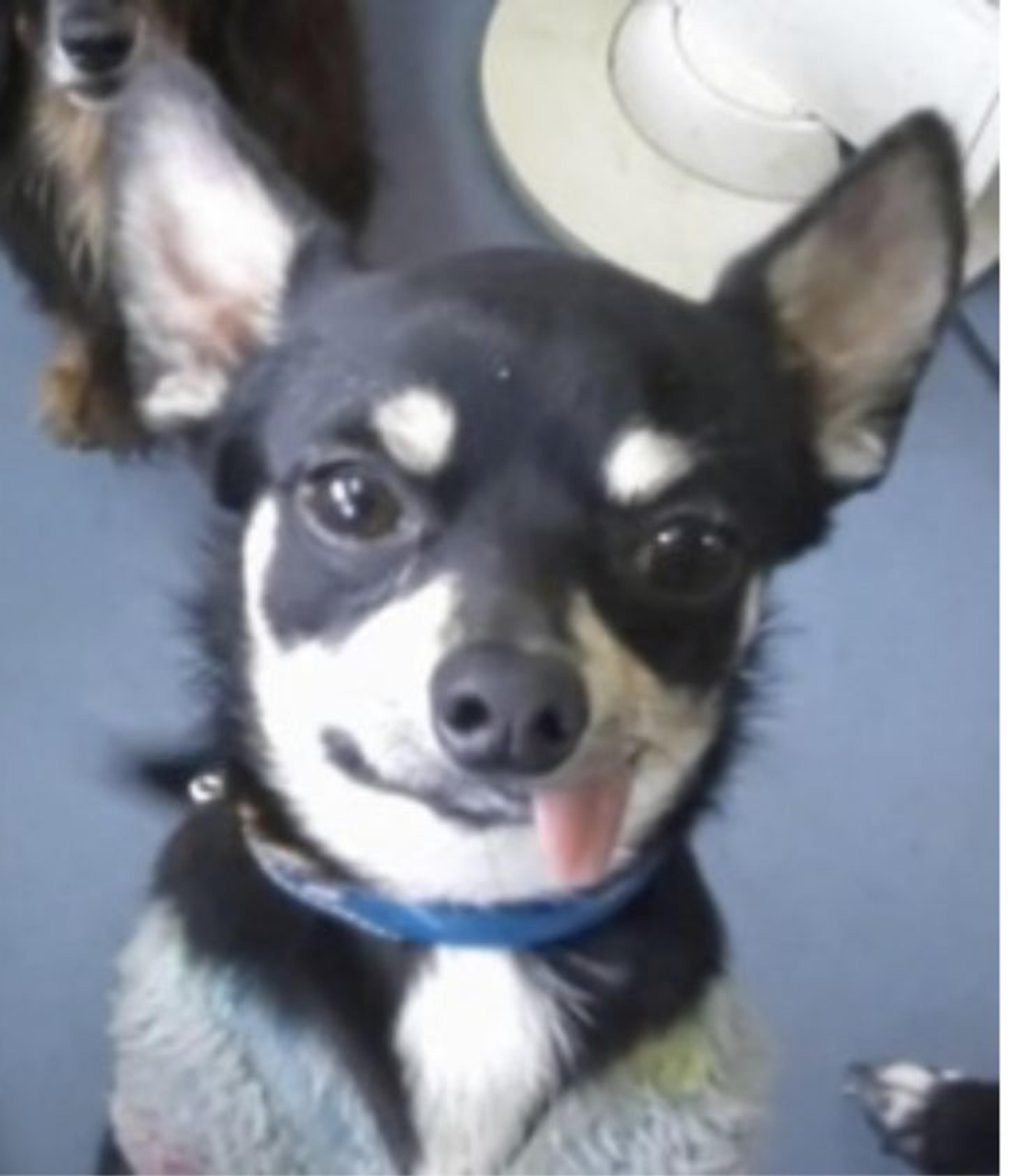 pet-image-2
