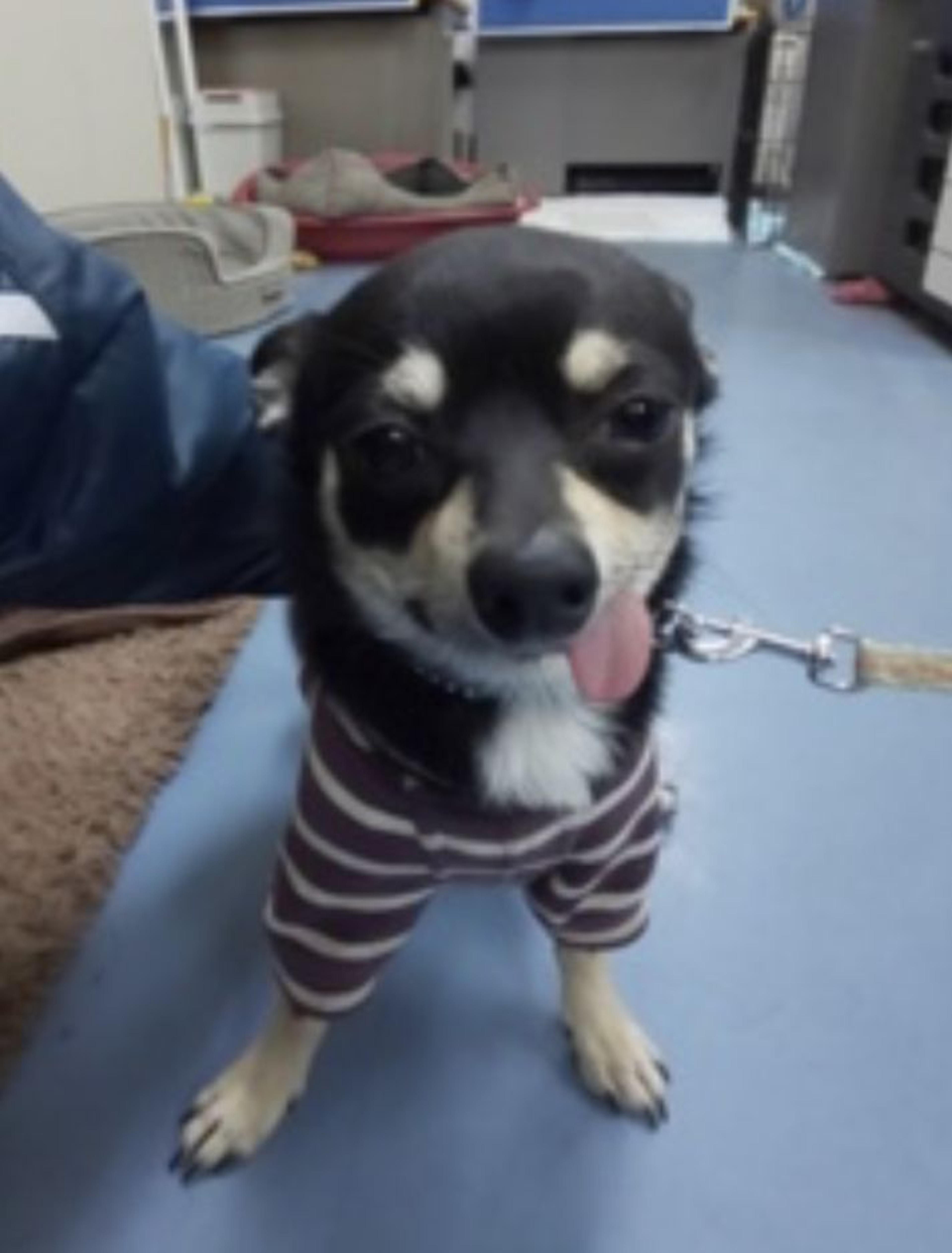 pet-image-3