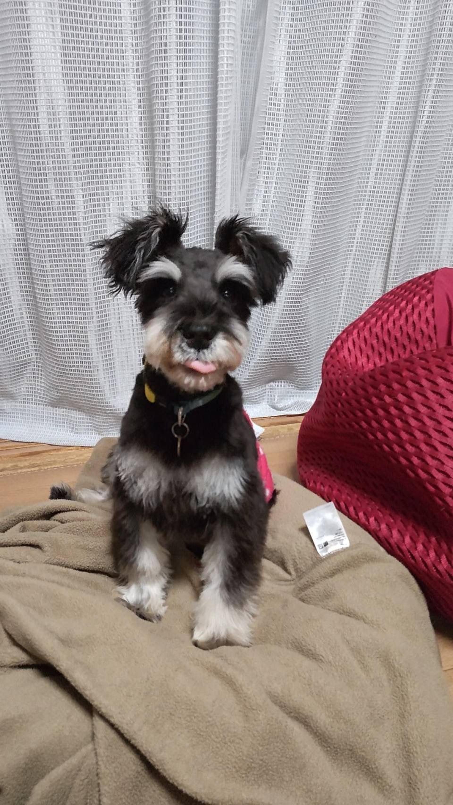 pet-image-2