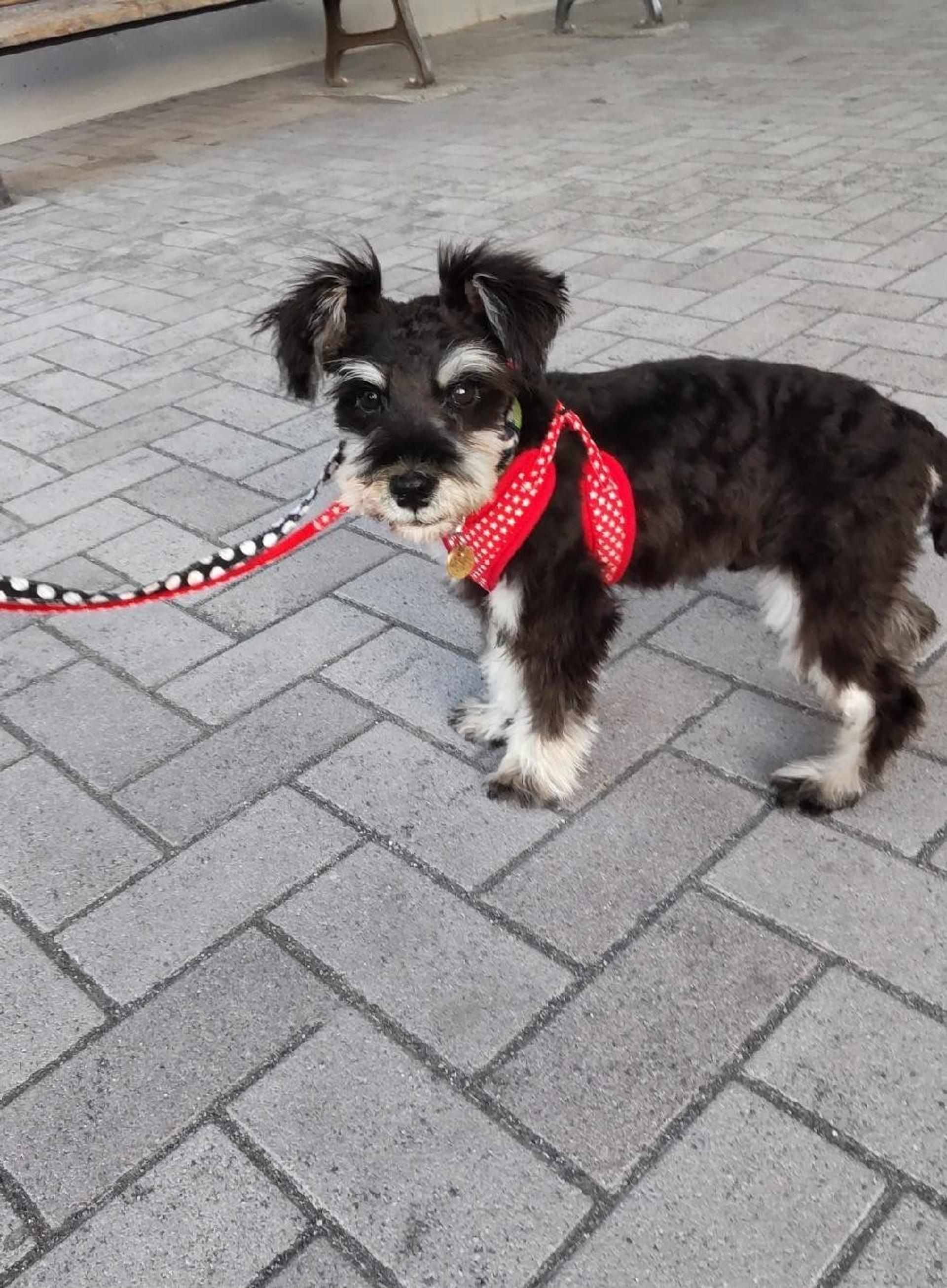 pet-image-4