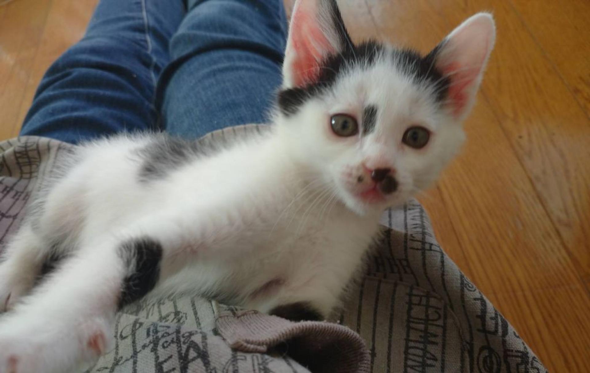 pet-image-3