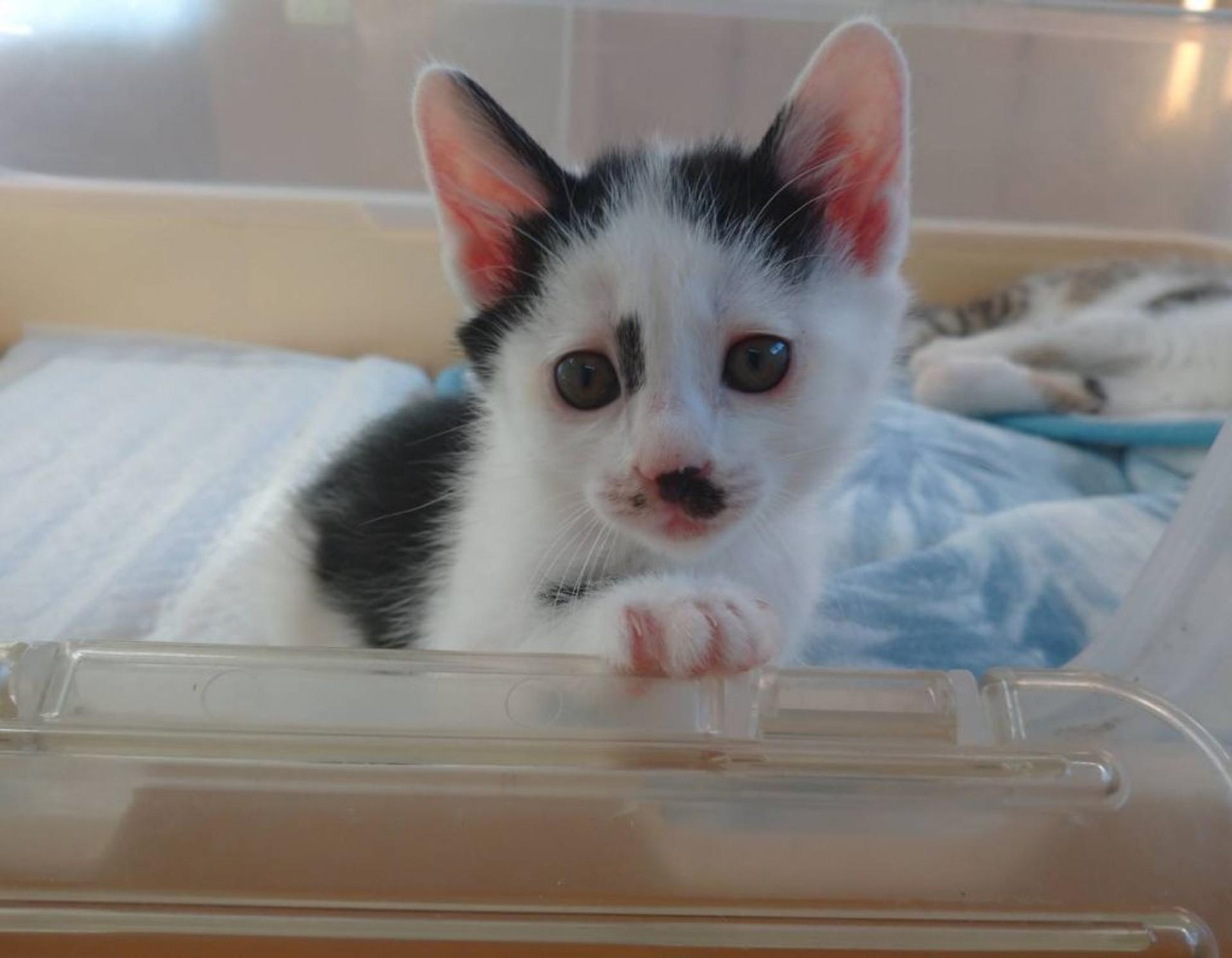 pet-image-4