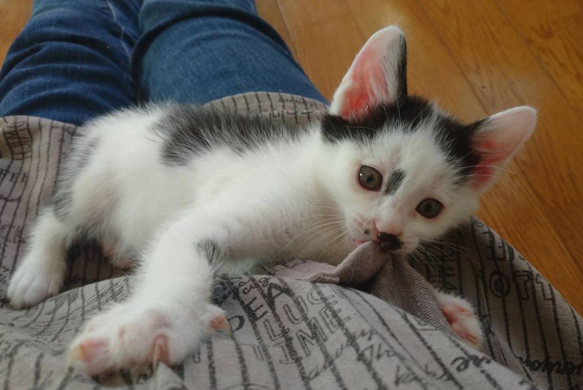 pet-image-5