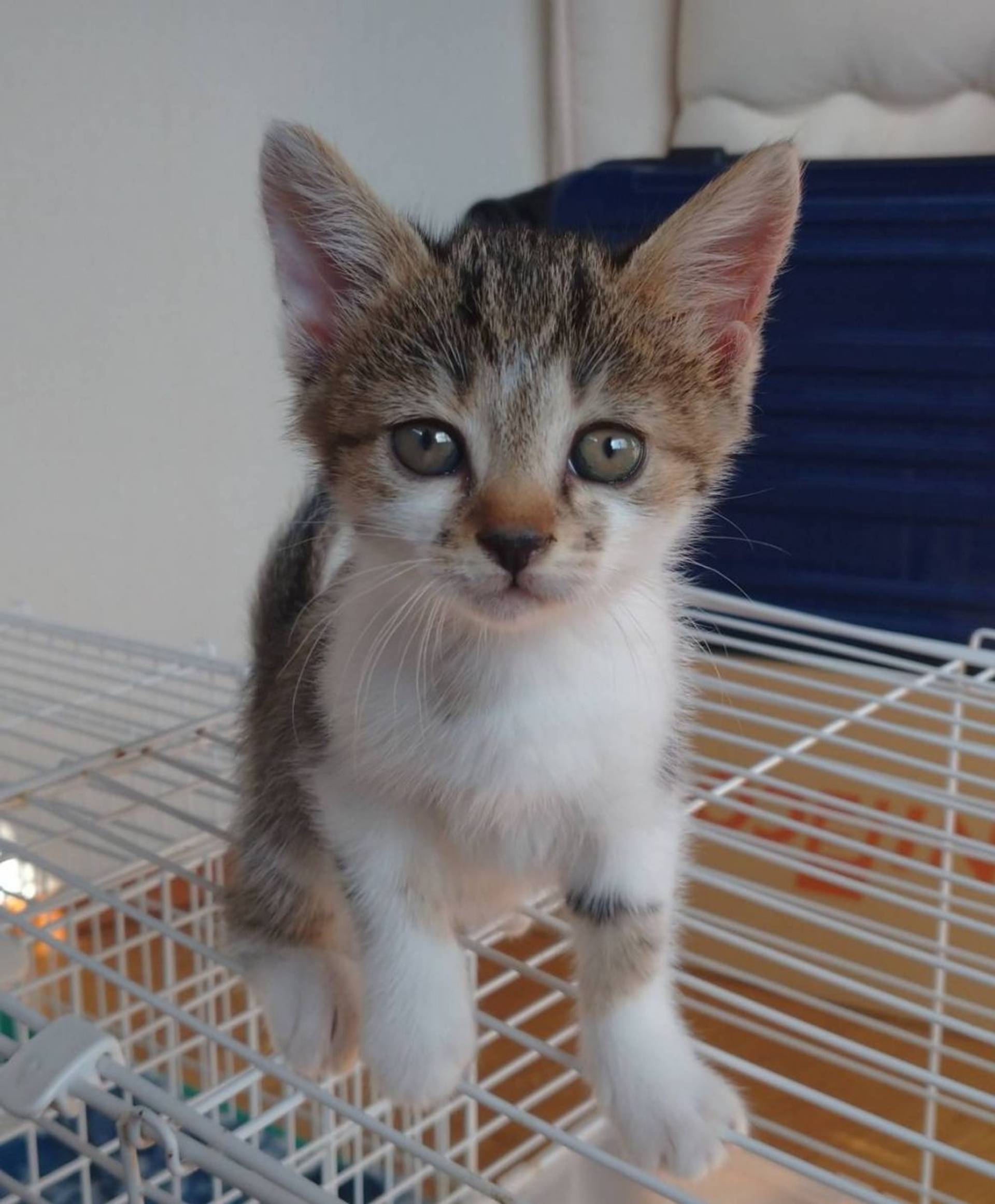 雑種（ミックス猫）・メスの里親募集の写真