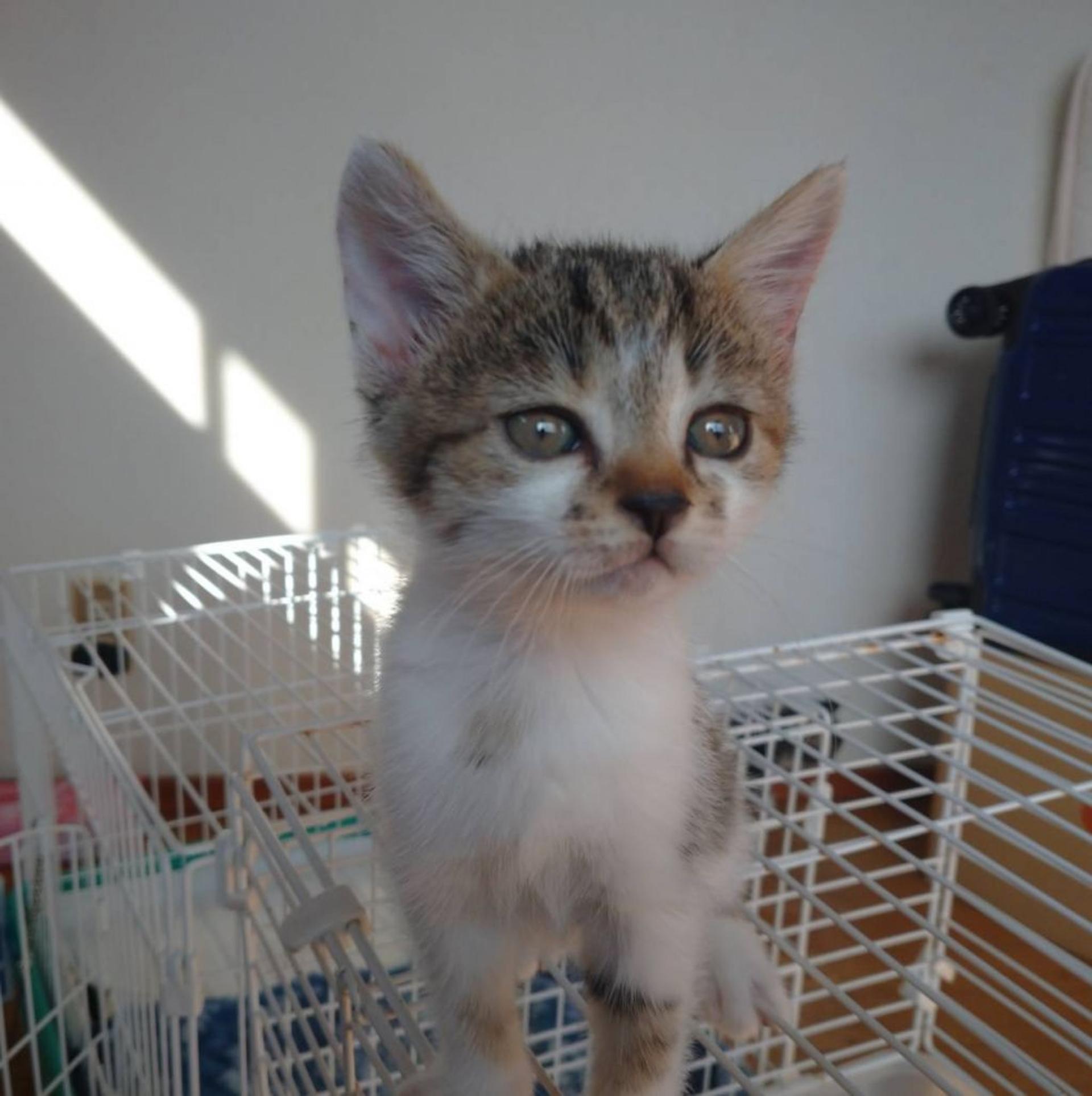 pet-image-5