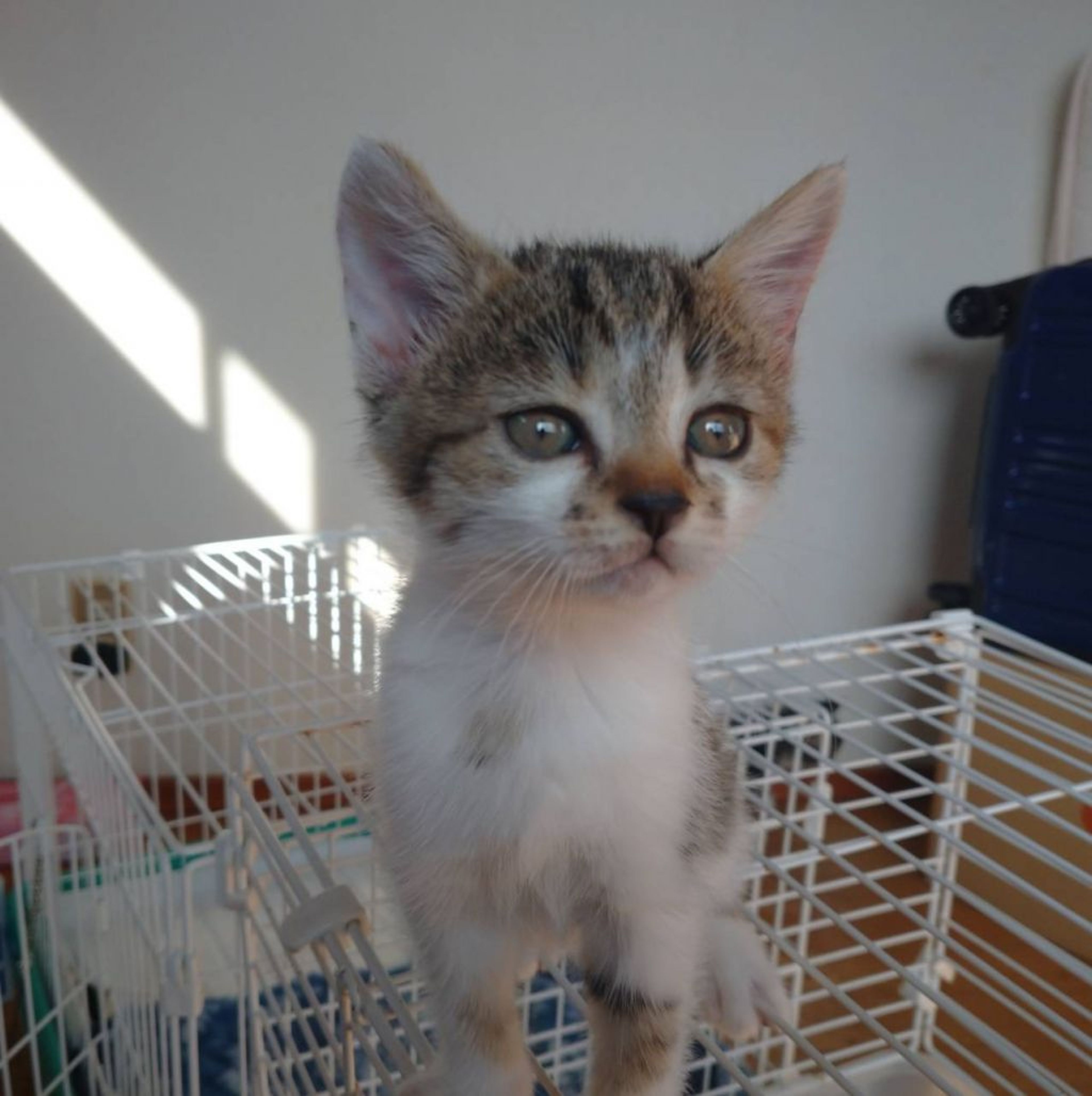 pet-image-5