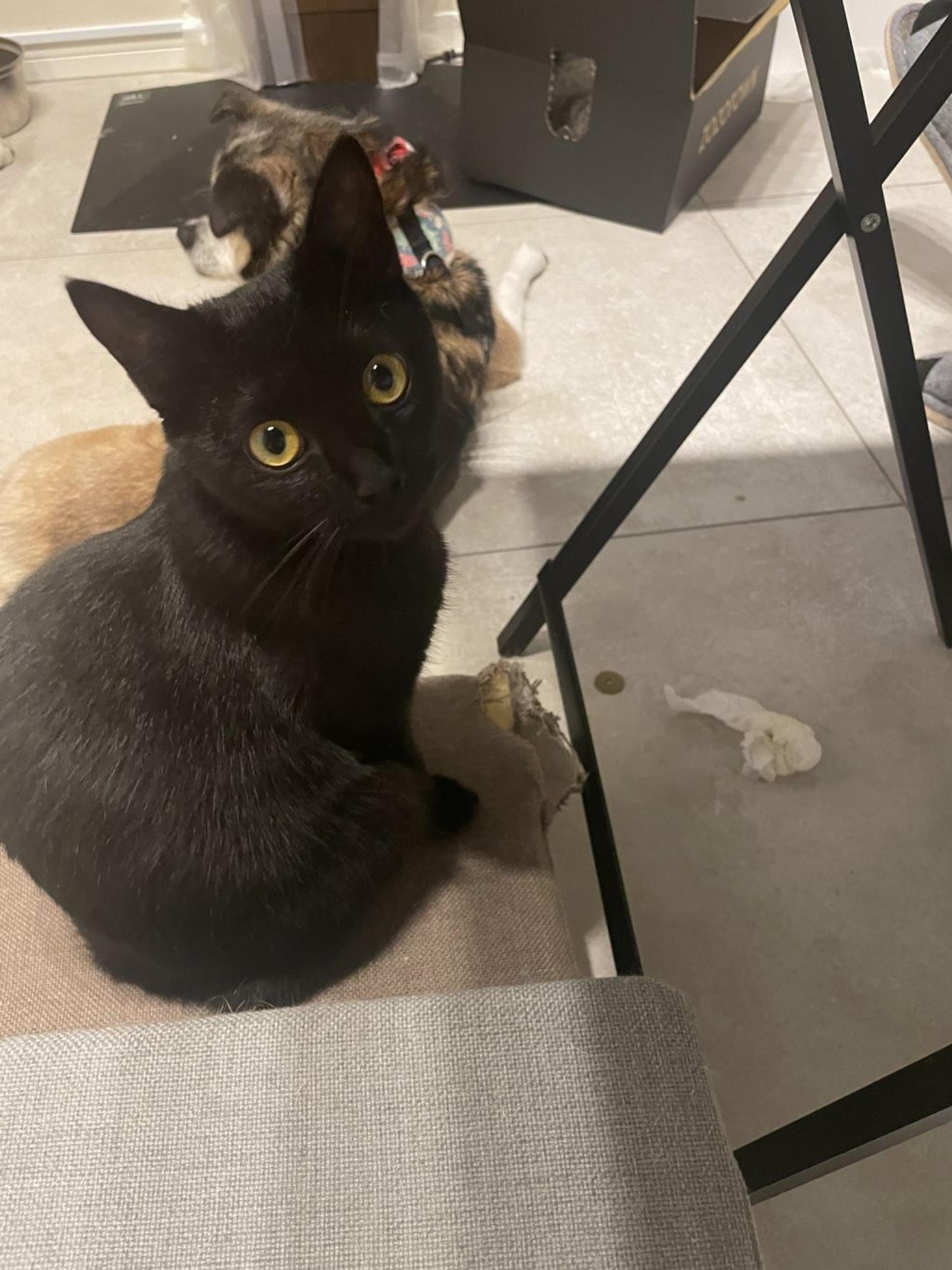 pet-image-2