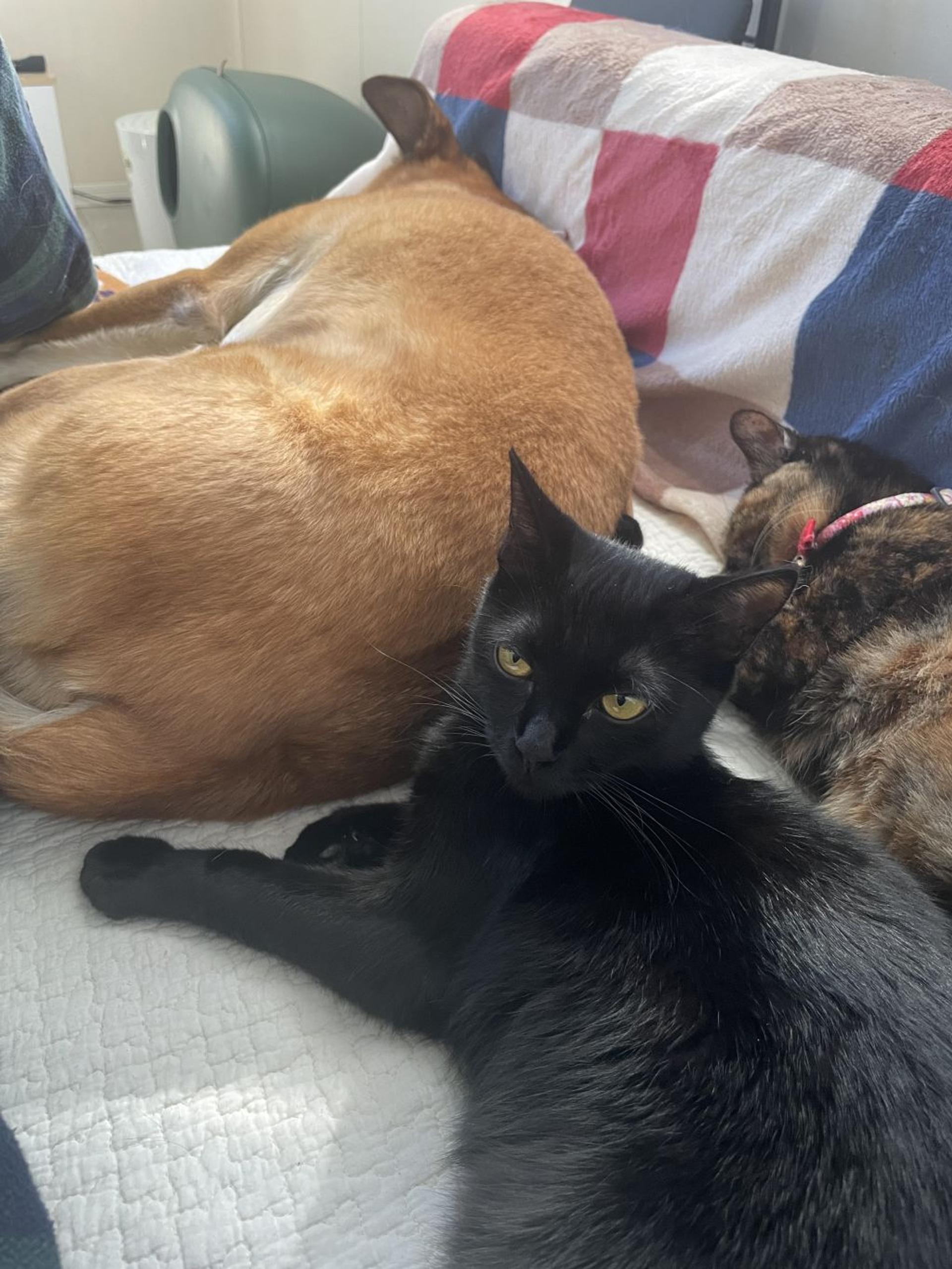 pet-image-4