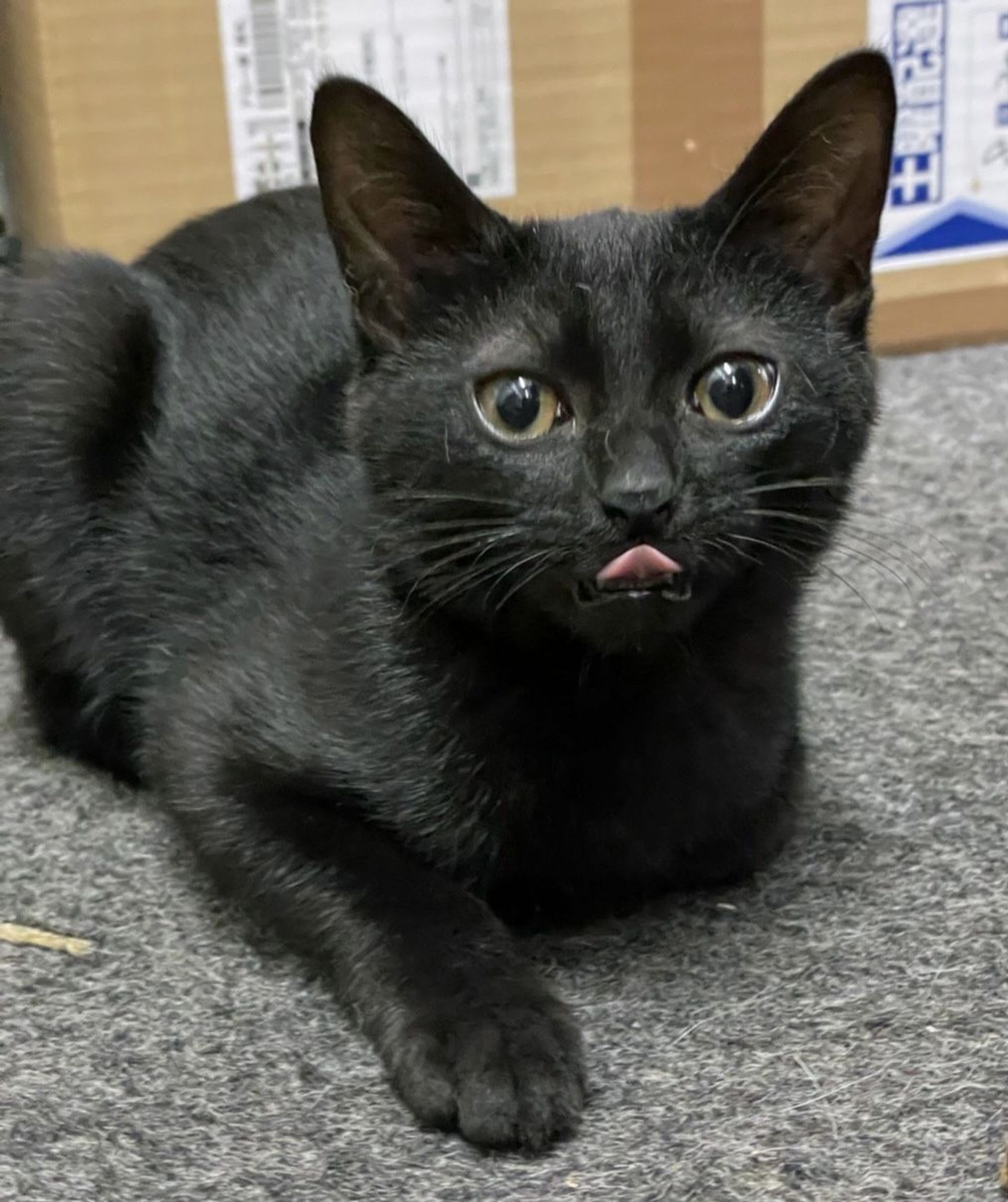 雑種（ミックス猫）・オスの里親募集の写真
