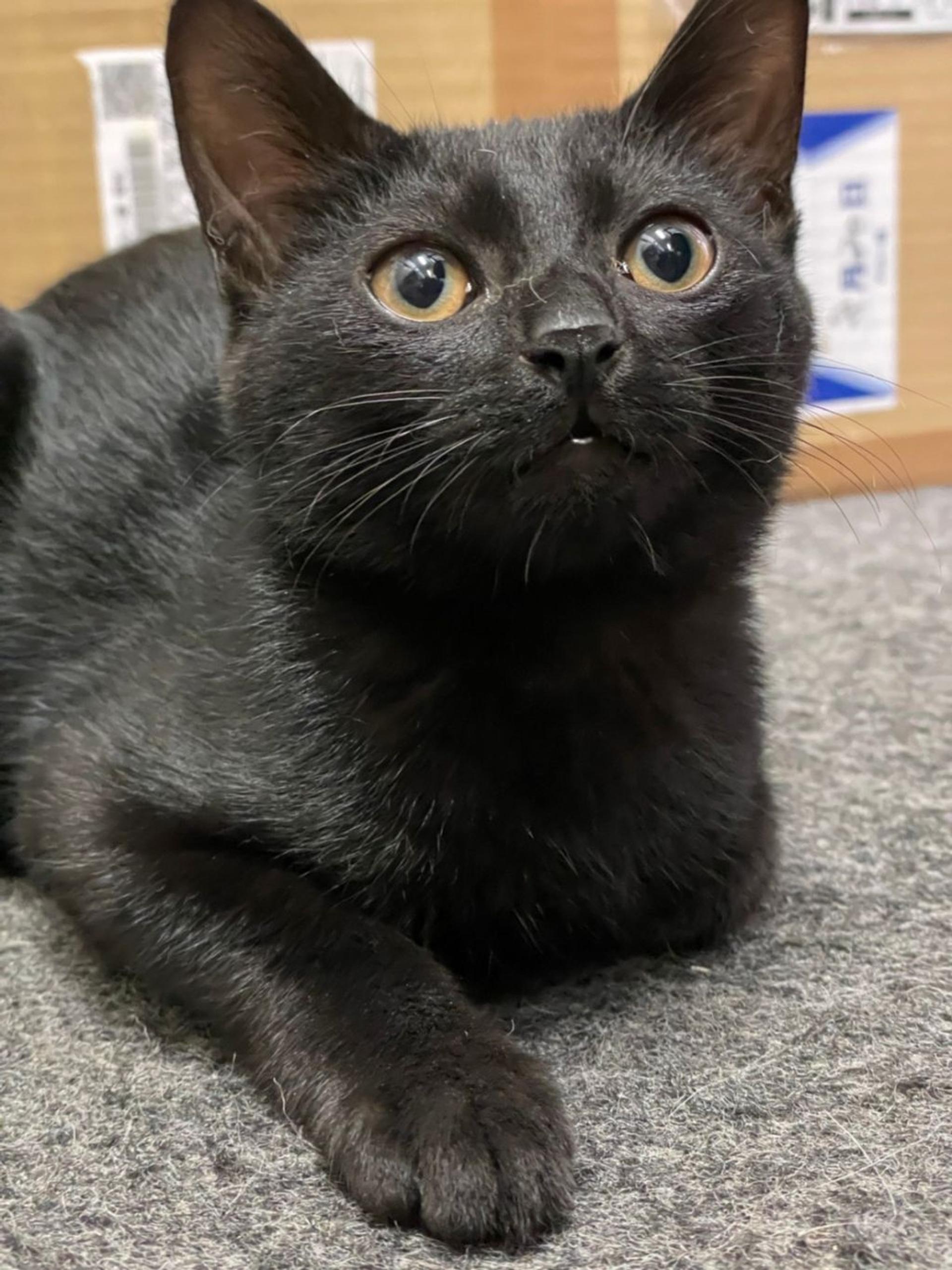 pet-image-2