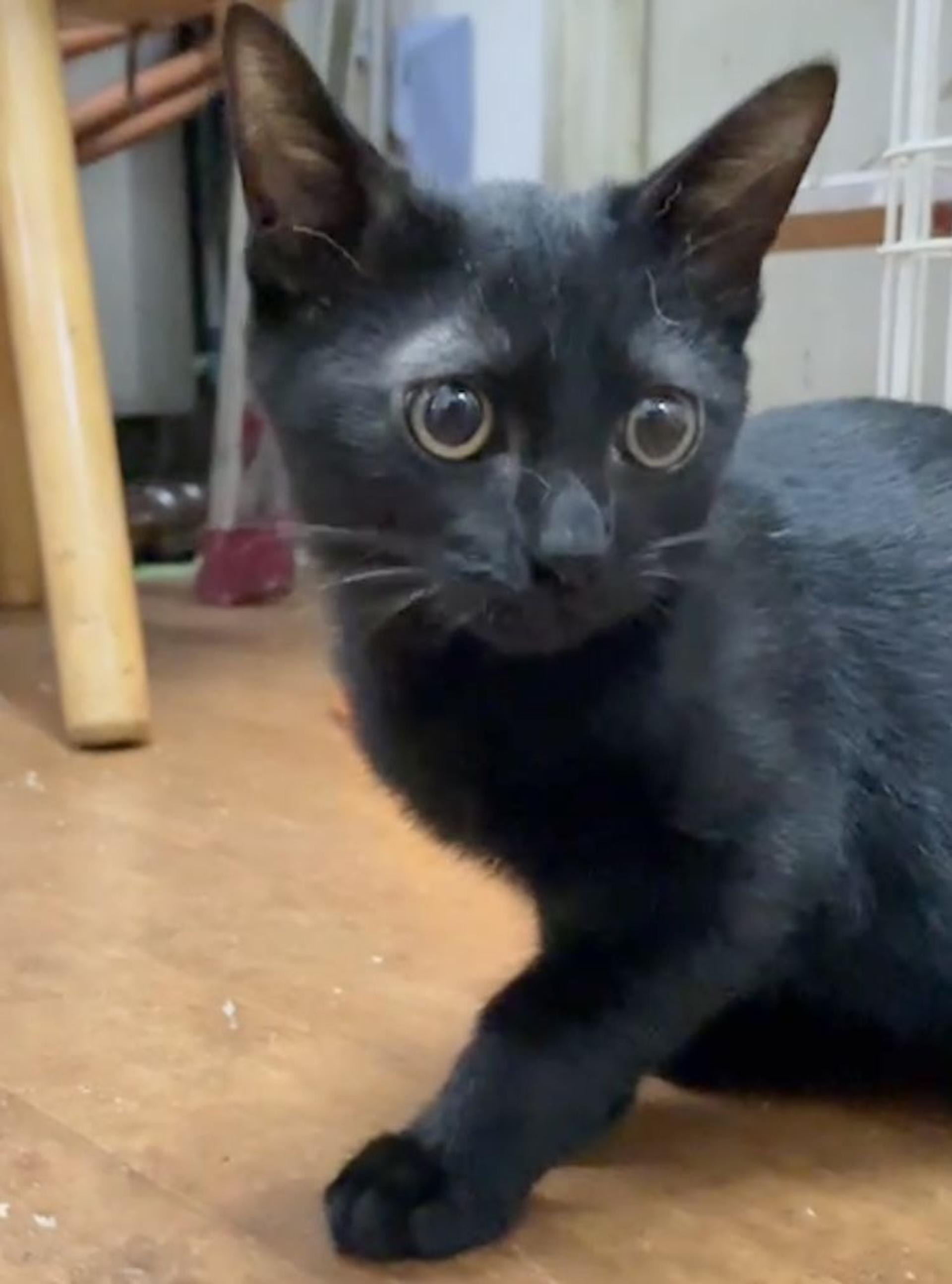 pet-image-3