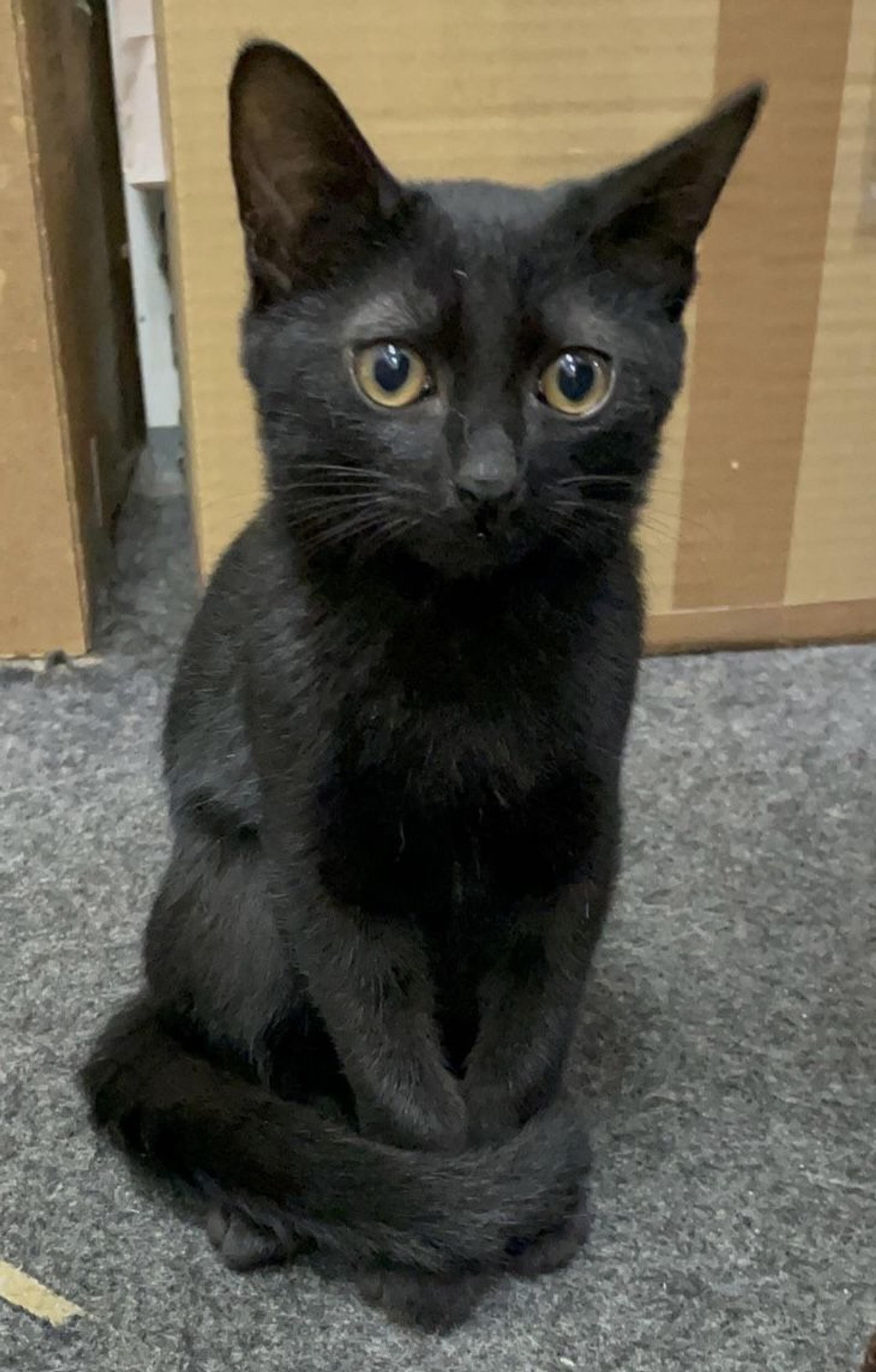 pet-image-4