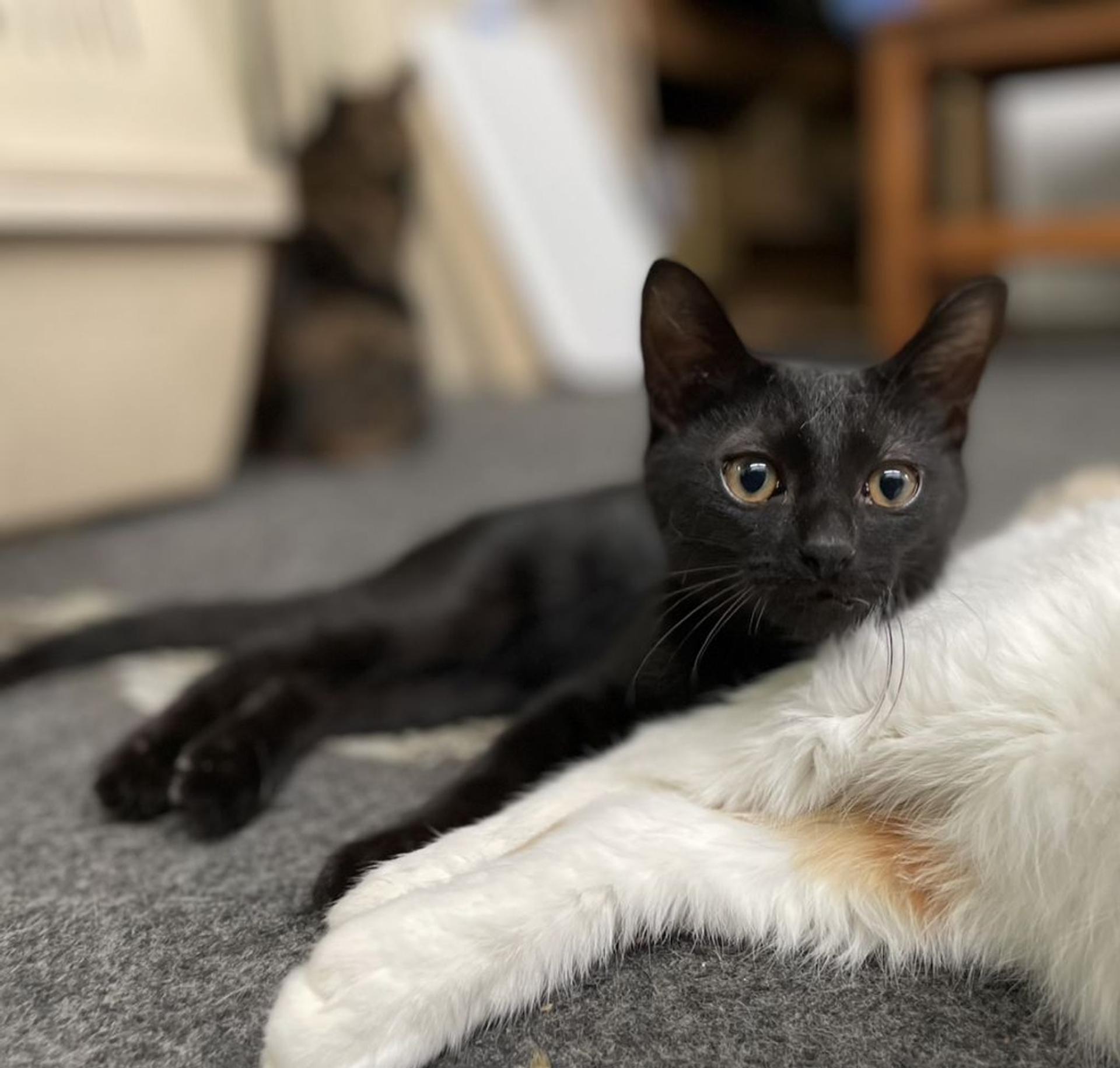 pet-image-7