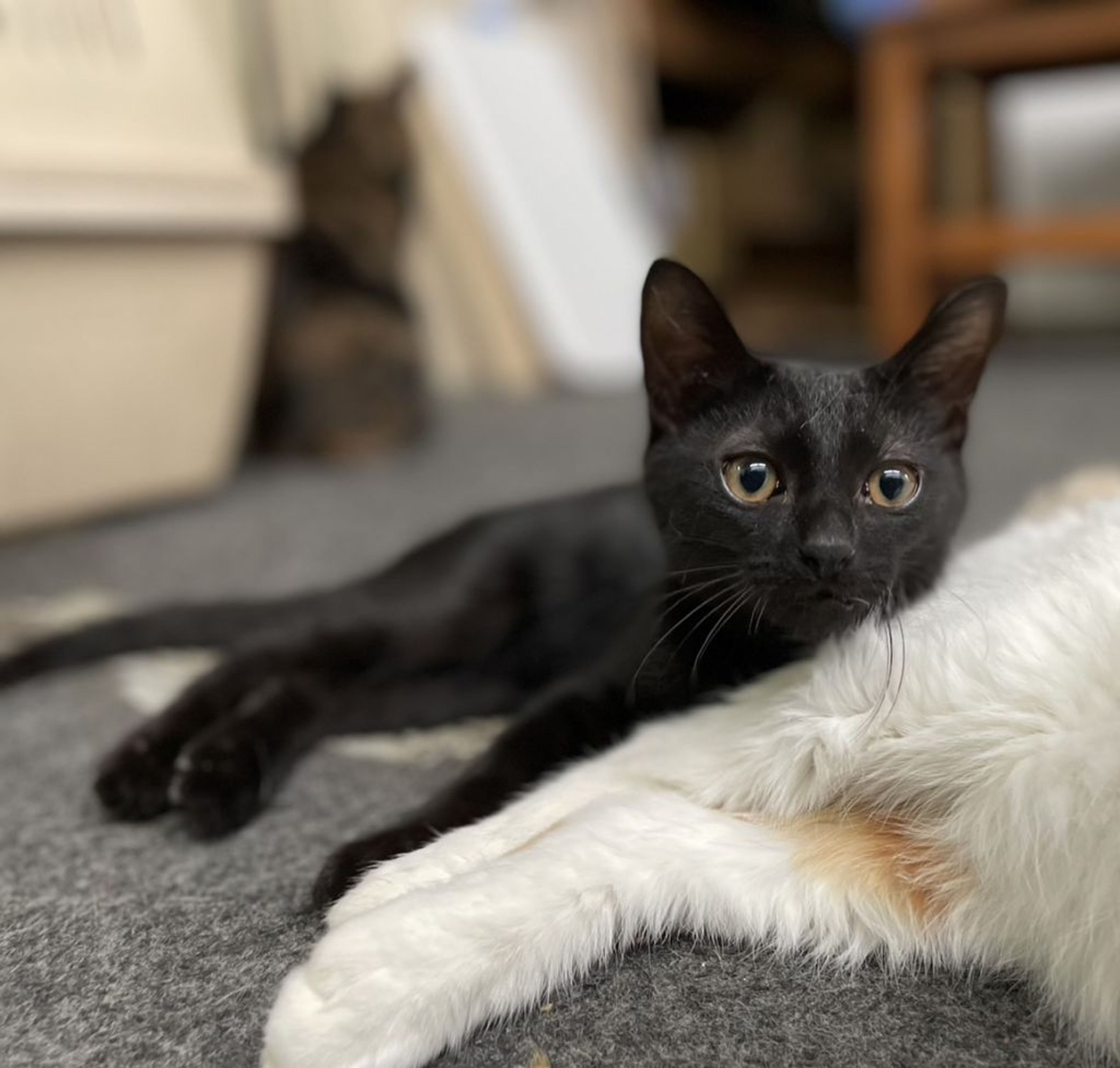 pet-image-7