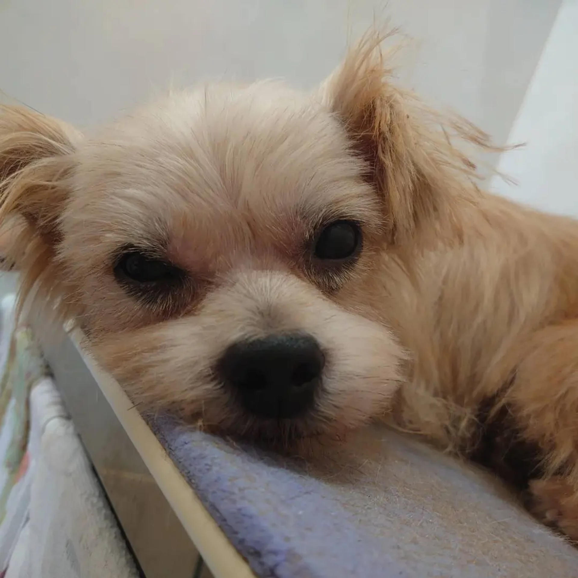 pet-image-2