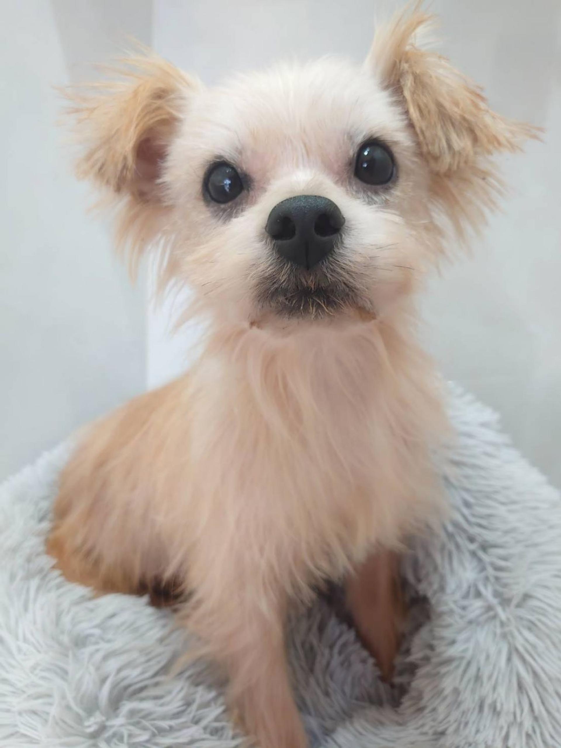 pet-image-3